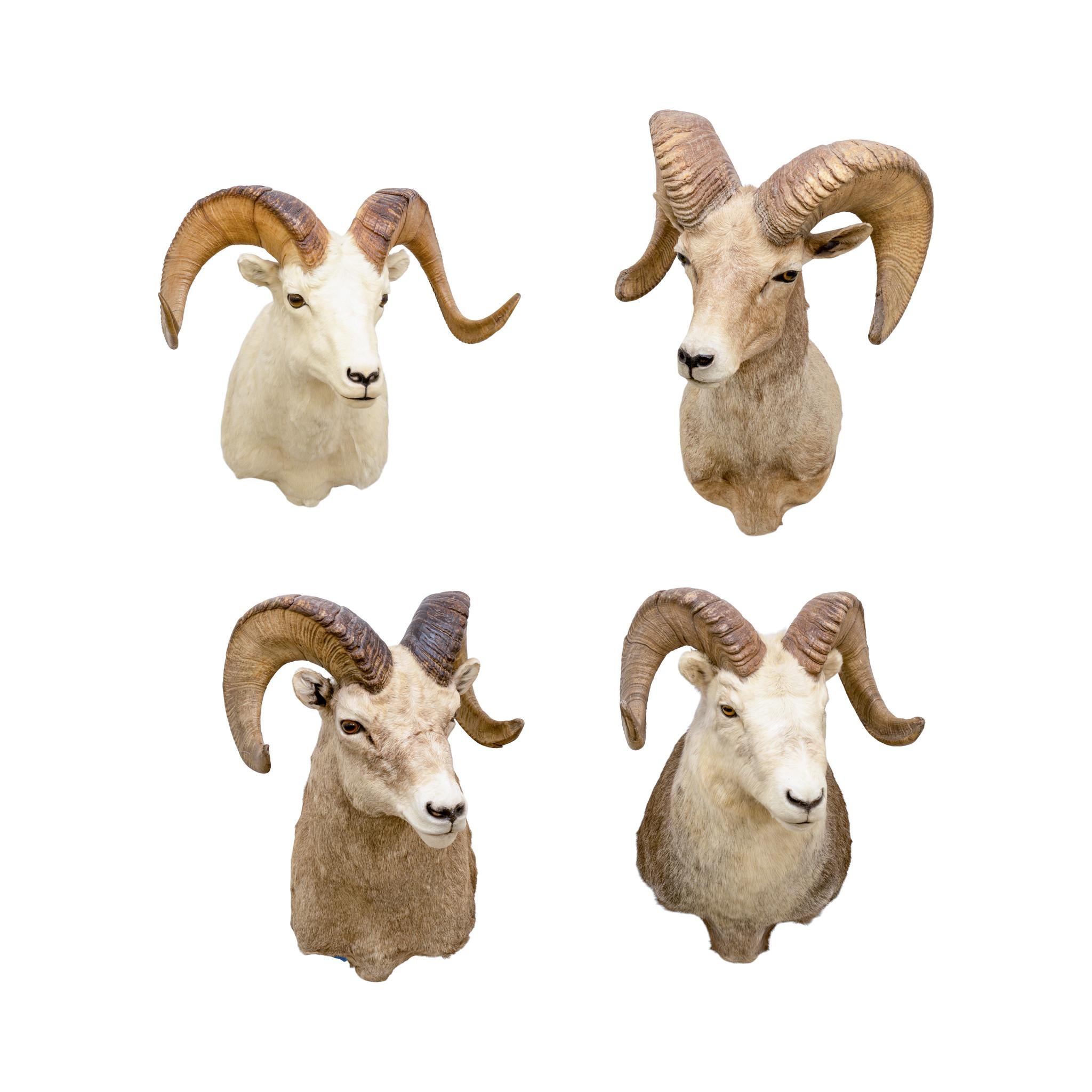 Montature a spalla North American Sheep Grand Slam in vendita 11