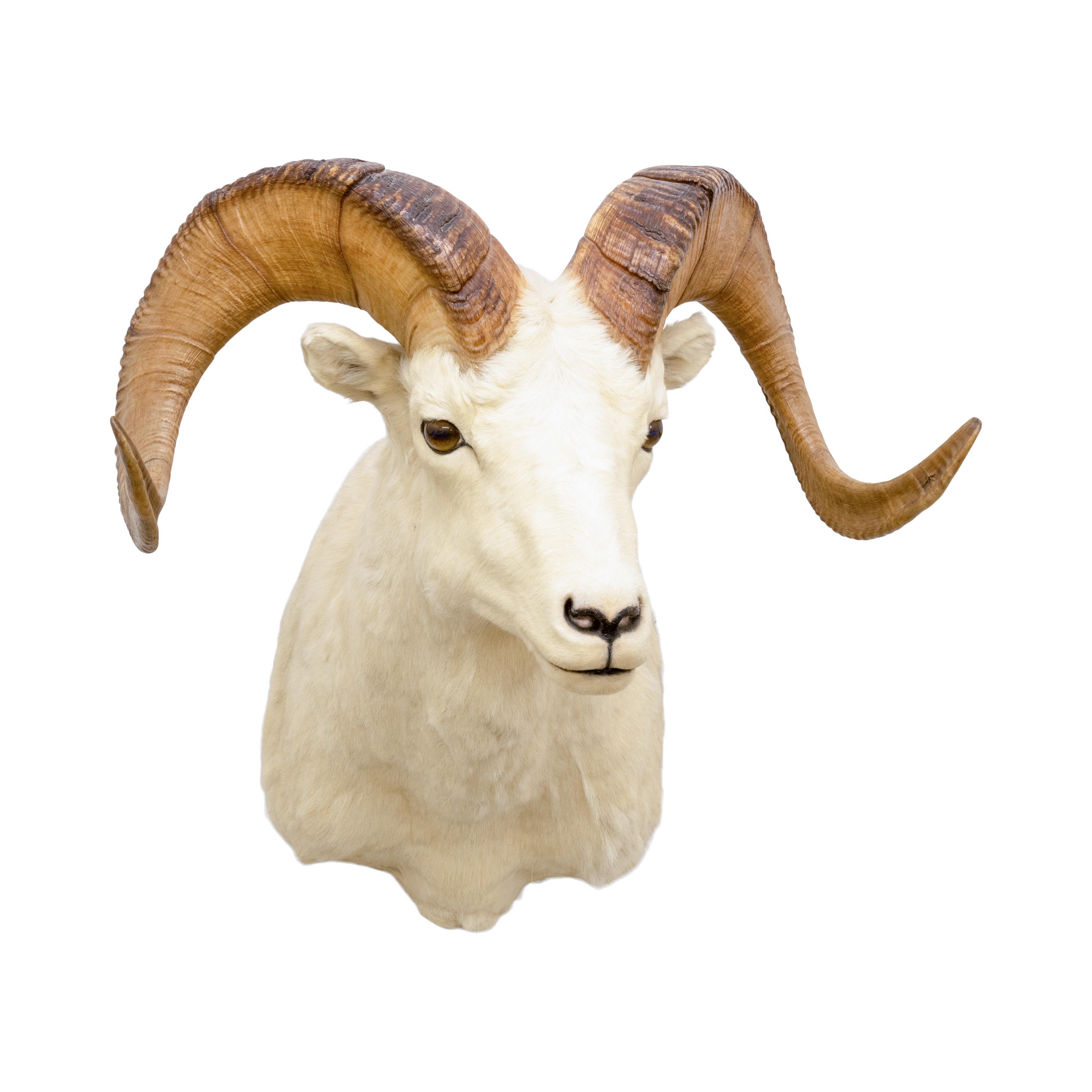 Montature a spalla North American Sheep Grand Slam in vendita 12
