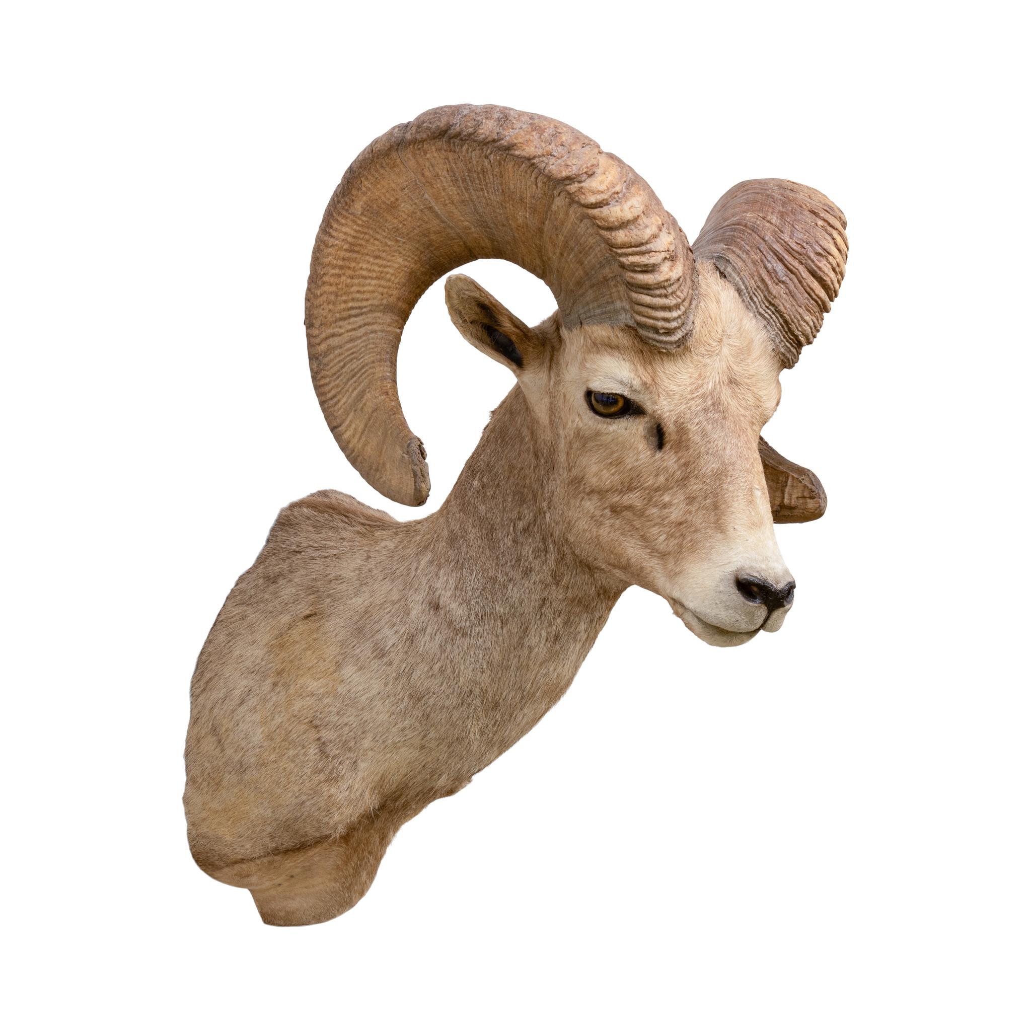 Grande slam delle pecore nordamericane. Raccolto con l'arco da un cacciatore dell'Idaho. Le pecore Big Horn, Dall, Desert e A. Stone. Una collezione eccezionale, ideale per una baita o una casa rustica. 
Dall 24 