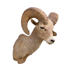 North American Sheep Grand Slam Shoulder Mounts