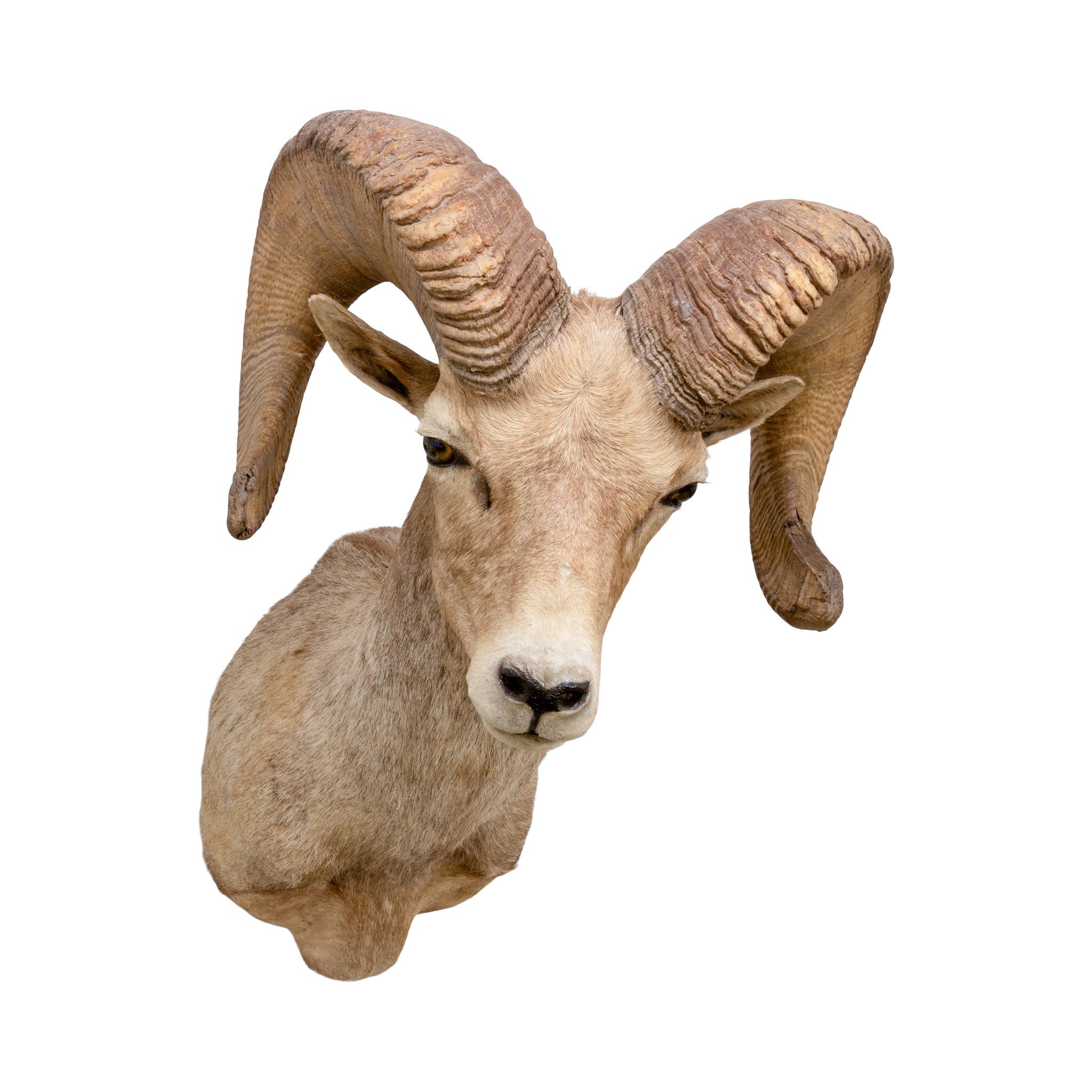 Americano Montature a spalla North American Sheep Grand Slam in vendita