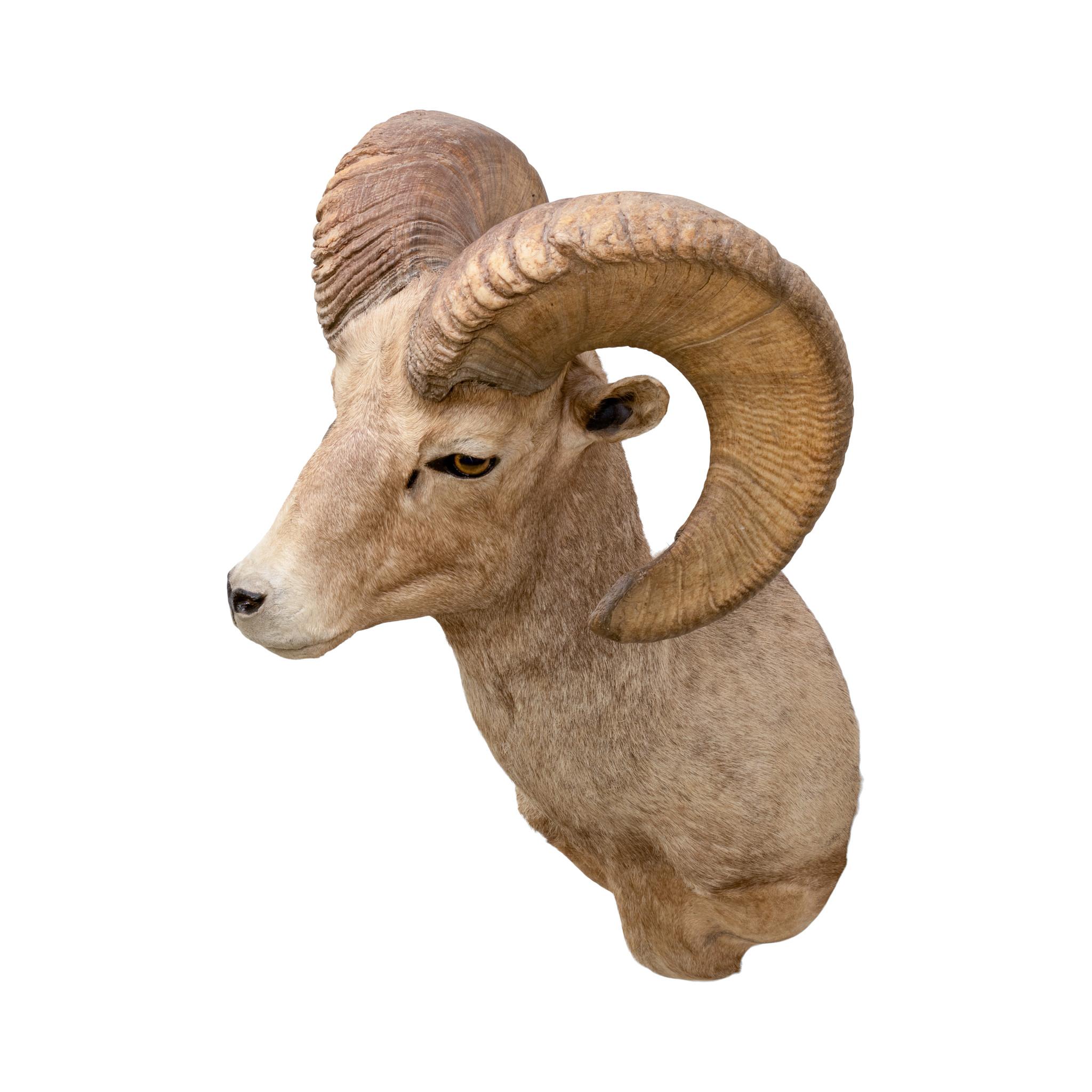 Montature a spalla North American Sheep Grand Slam In condizioni buone in vendita a Coeur d'Alene, ID