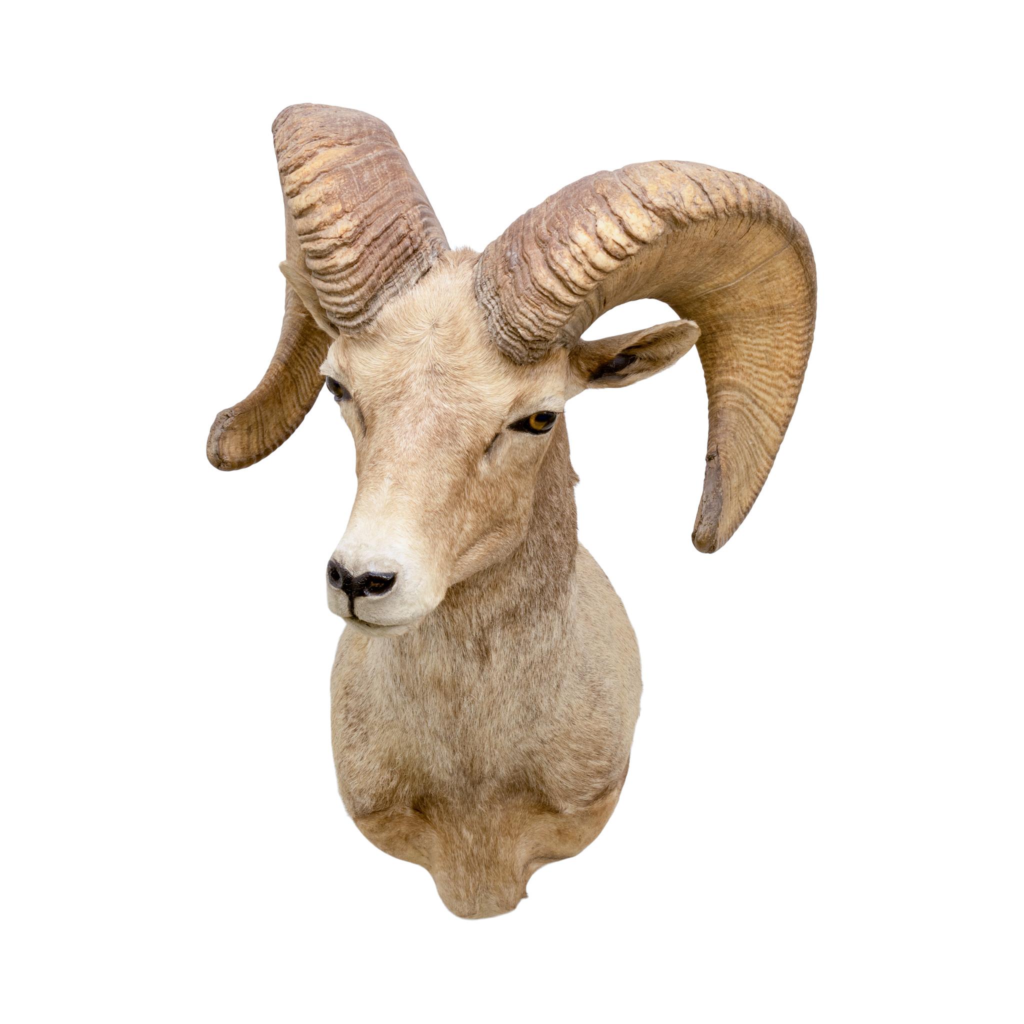 XXI secolo e contemporaneo Montature a spalla North American Sheep Grand Slam in vendita