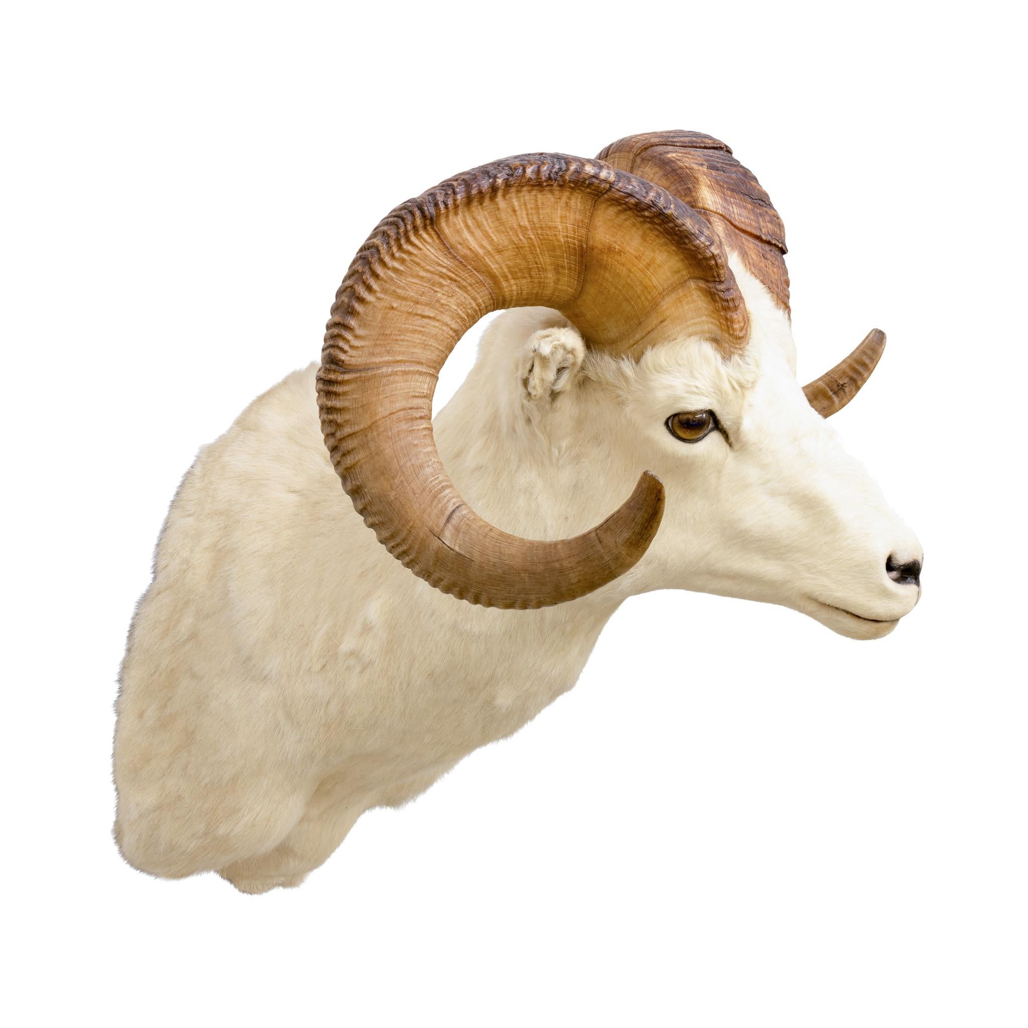 Corno Montature a spalla North American Sheep Grand Slam in vendita