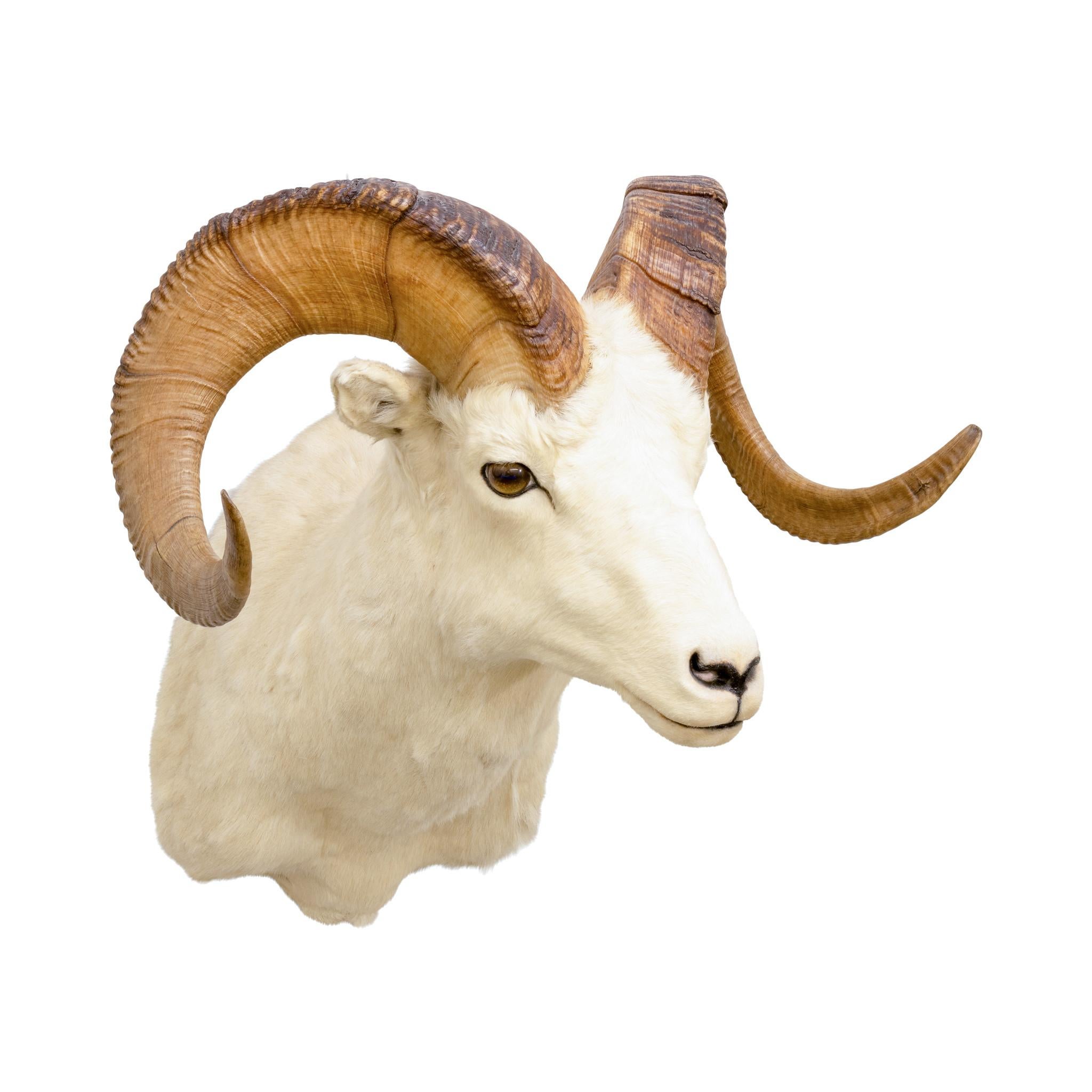 Montature a spalla North American Sheep Grand Slam in vendita 1