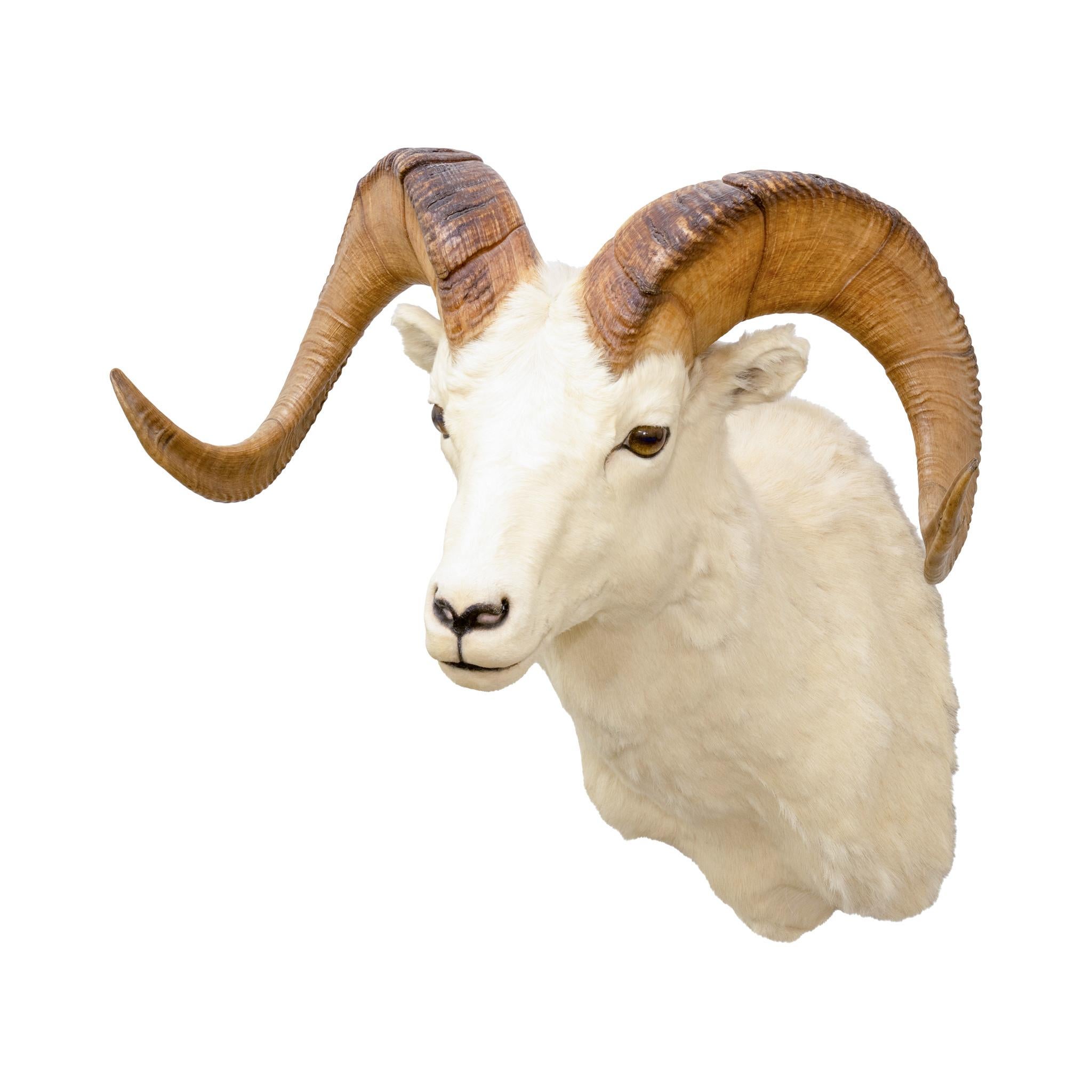 Montature a spalla North American Sheep Grand Slam in vendita 2