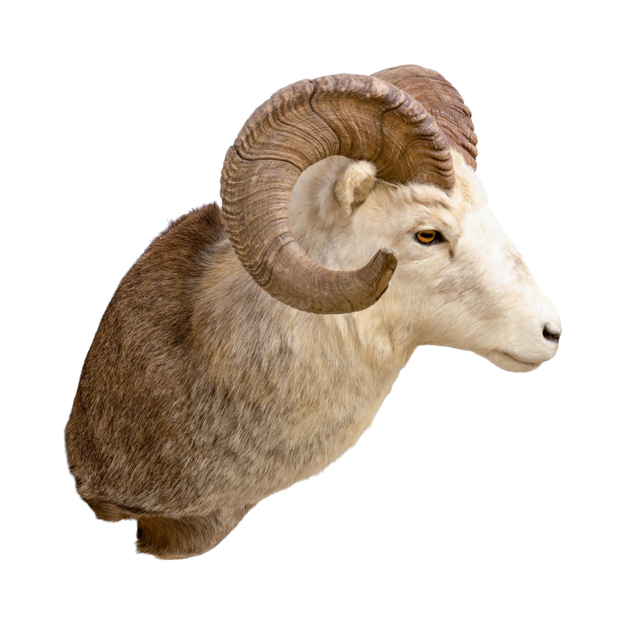 Montature a spalla North American Sheep Grand Slam in vendita 3