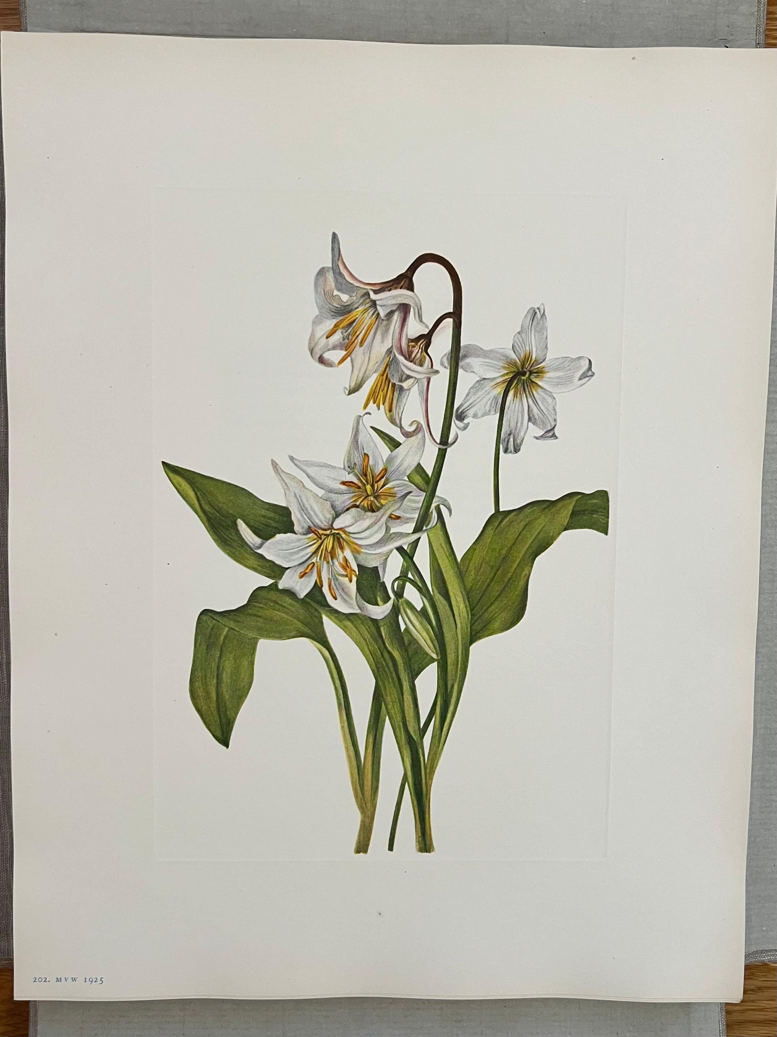 Flores Silvestres de Norteamérica por Mary Vaux Wolcott 6 Volúmenes Edición Limitada Rara en venta 5