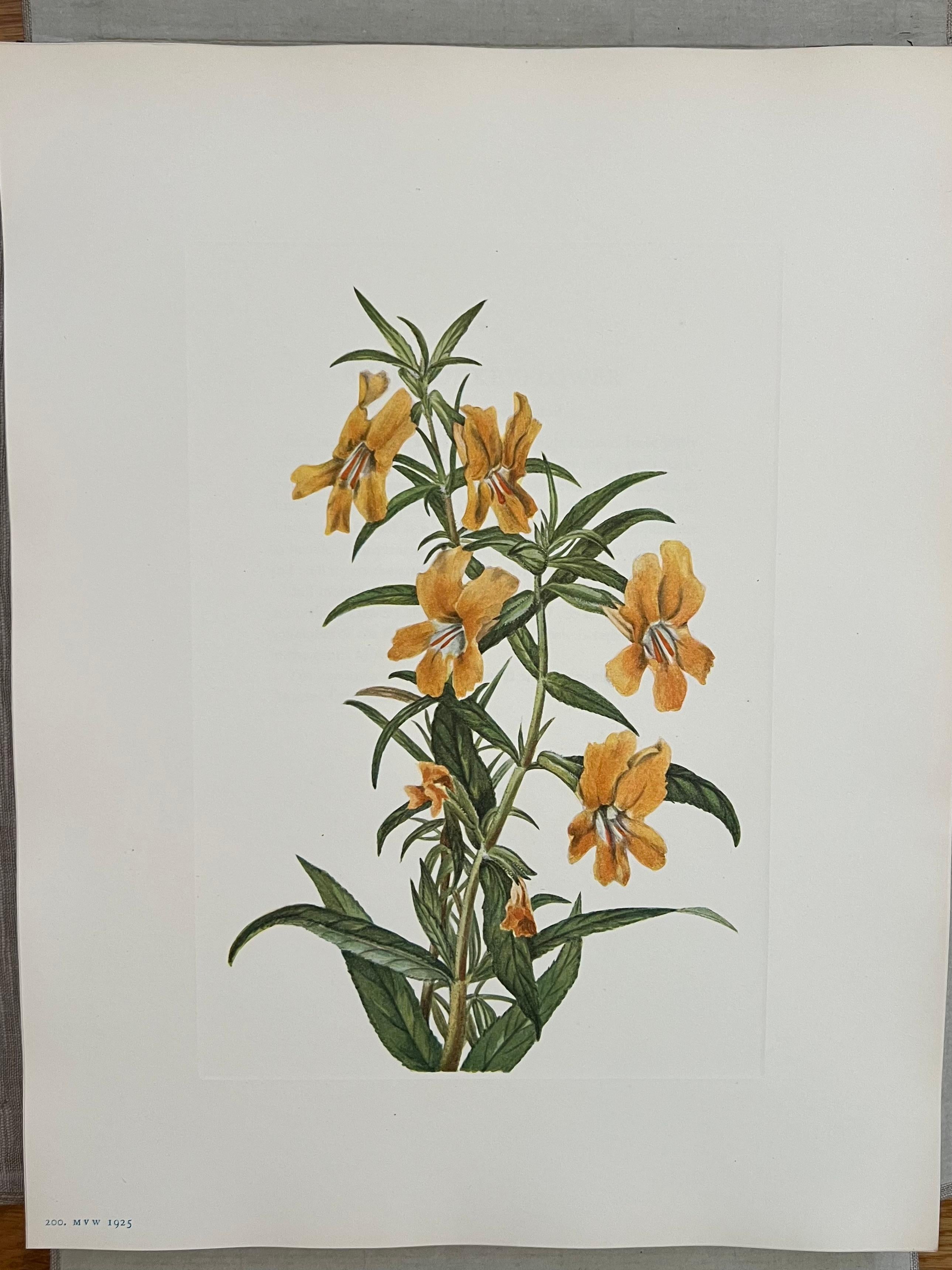 Flores Silvestres de Norteamérica por Mary Vaux Wolcott 6 Volúmenes Edición Limitada Rara en venta 6