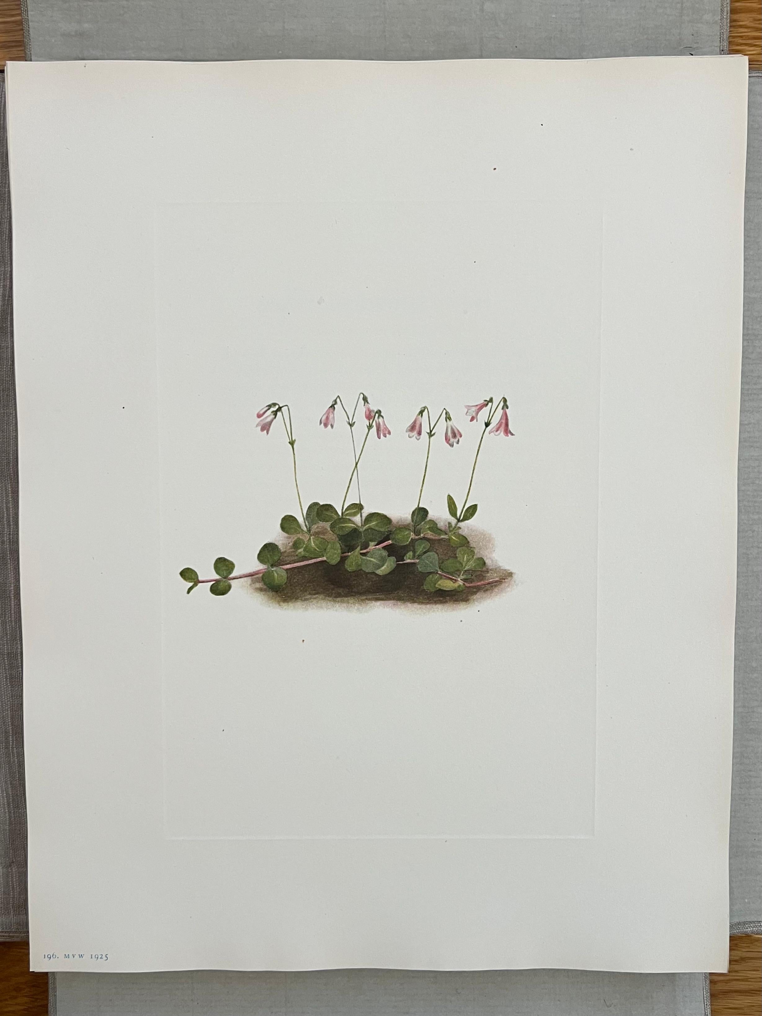 Flores Silvestres de Norteamérica por Mary Vaux Wolcott 6 Volúmenes Edición Limitada Rara en venta 7