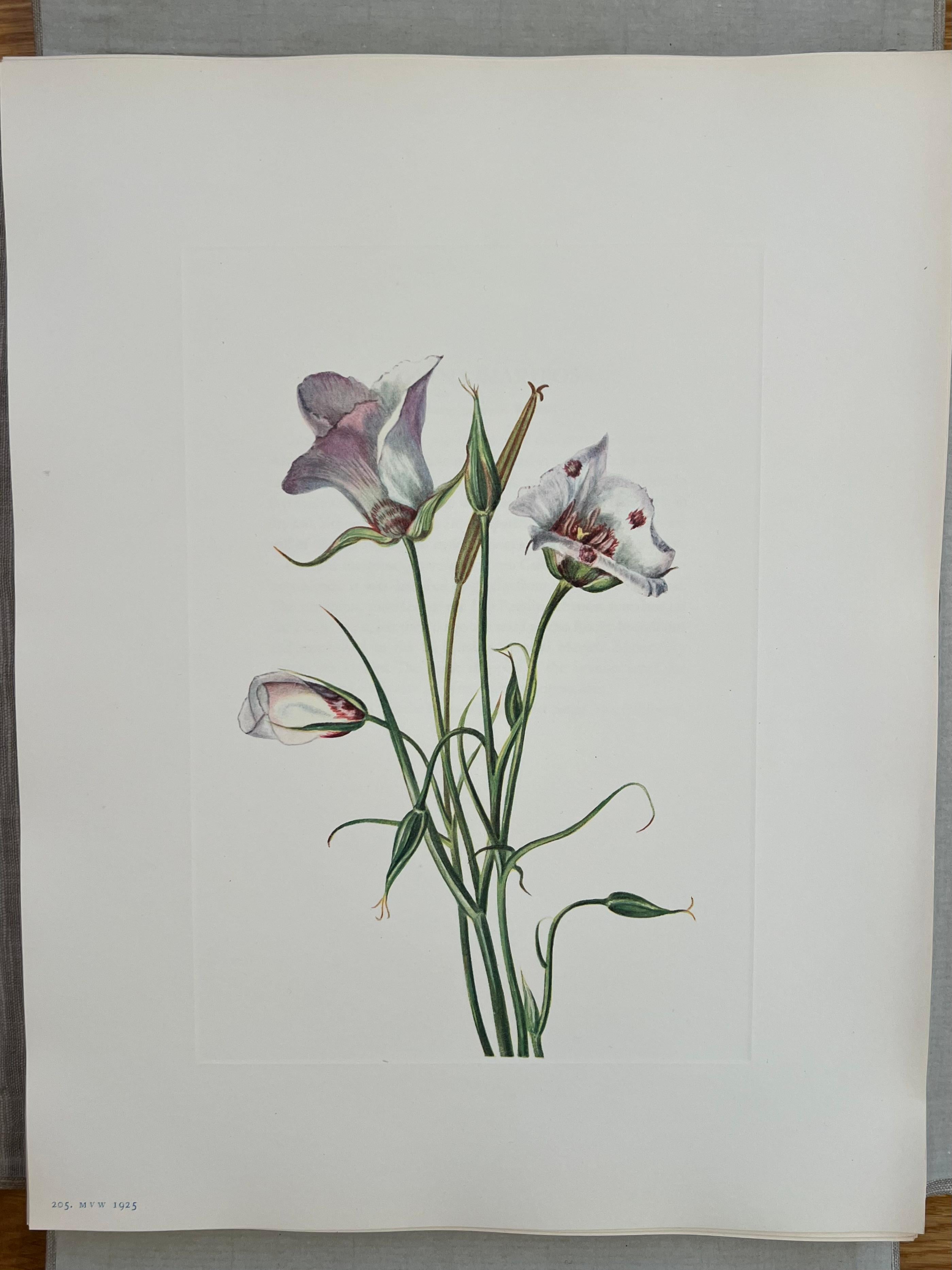 Flores Silvestres de Norteamérica por Mary Vaux Wolcott 6 Volúmenes Edición Limitada Rara en venta 8
