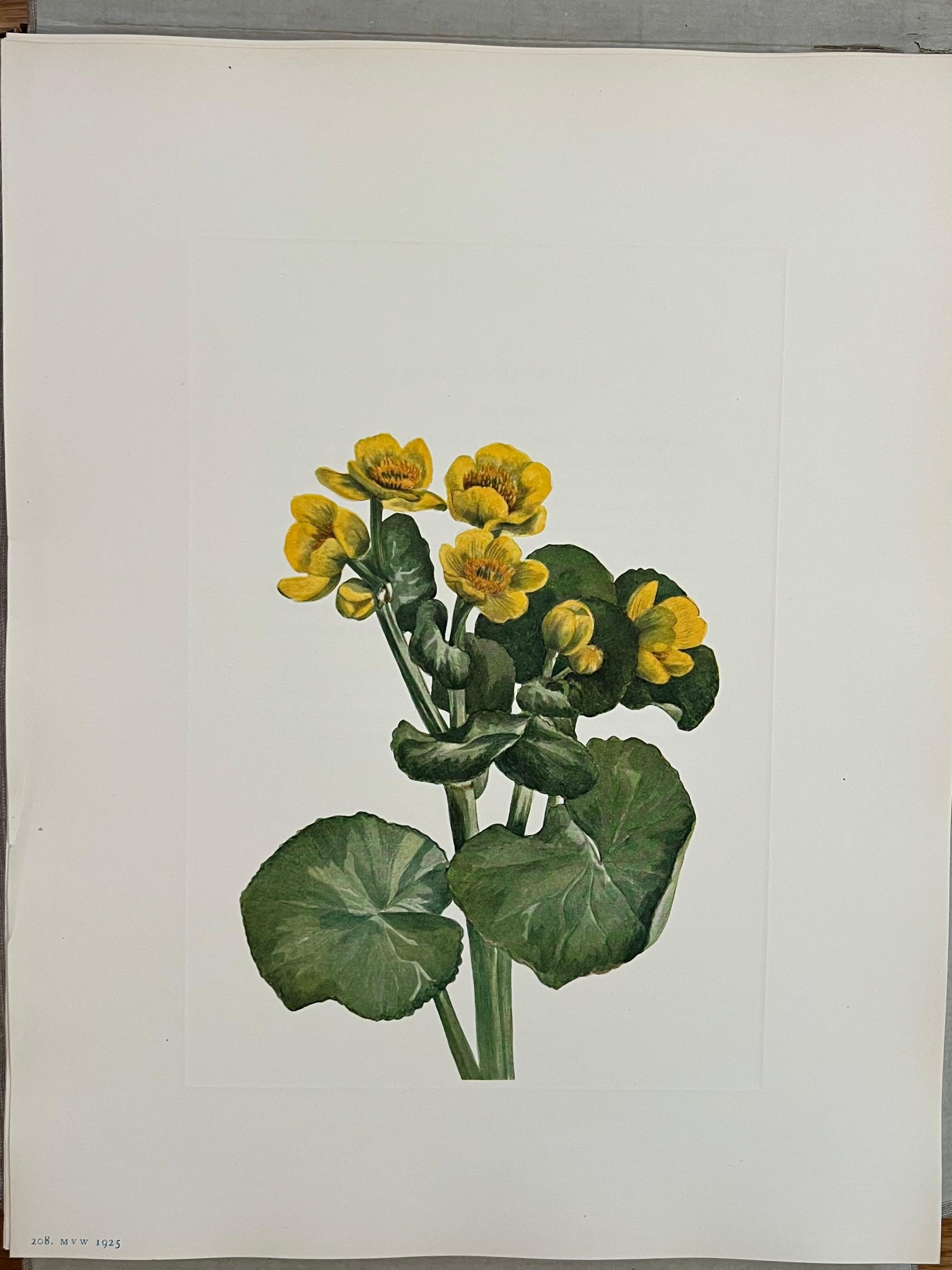 Flores Silvestres de Norteamérica por Mary Vaux Wolcott 6 Volúmenes Edición Limitada Rara en venta 9