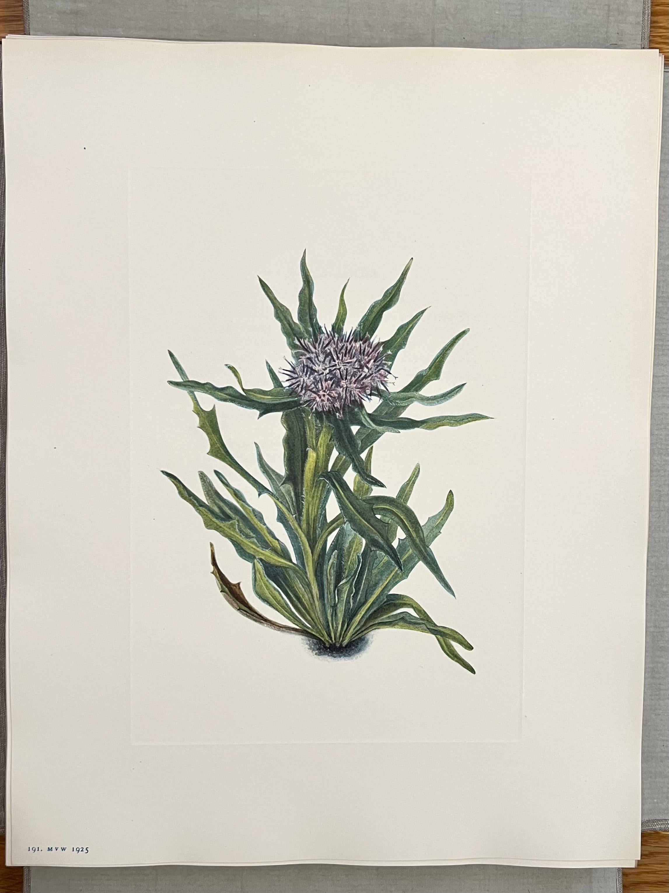 Flores Silvestres de Norteamérica por Mary Vaux Wolcott 6 Volúmenes Edición Limitada Rara en venta 10