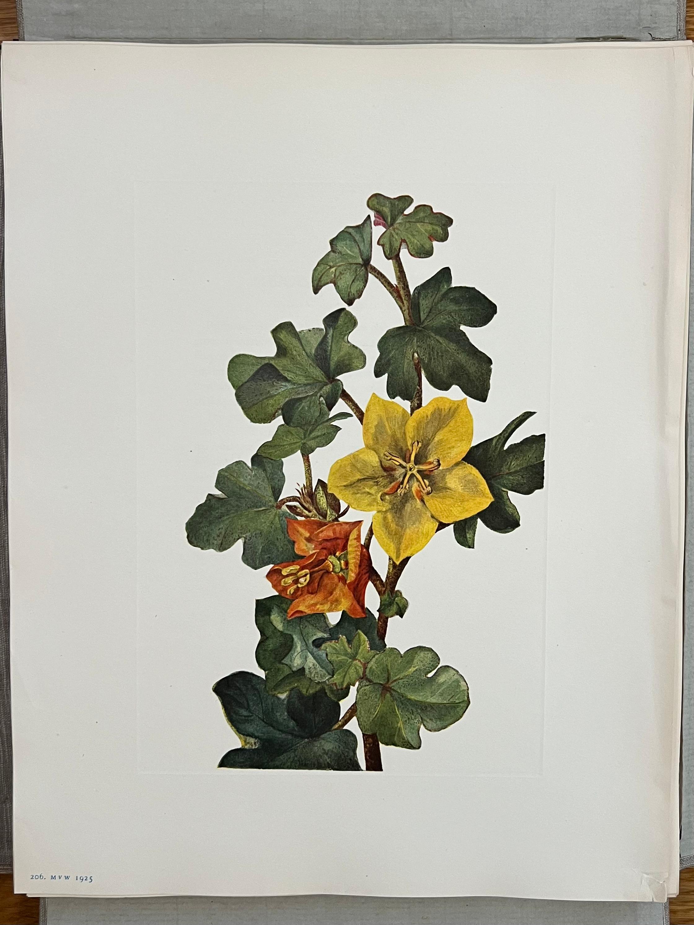 Flores Silvestres de Norteamérica por Mary Vaux Wolcott 6 Volúmenes Edición Limitada Rara en venta 11
