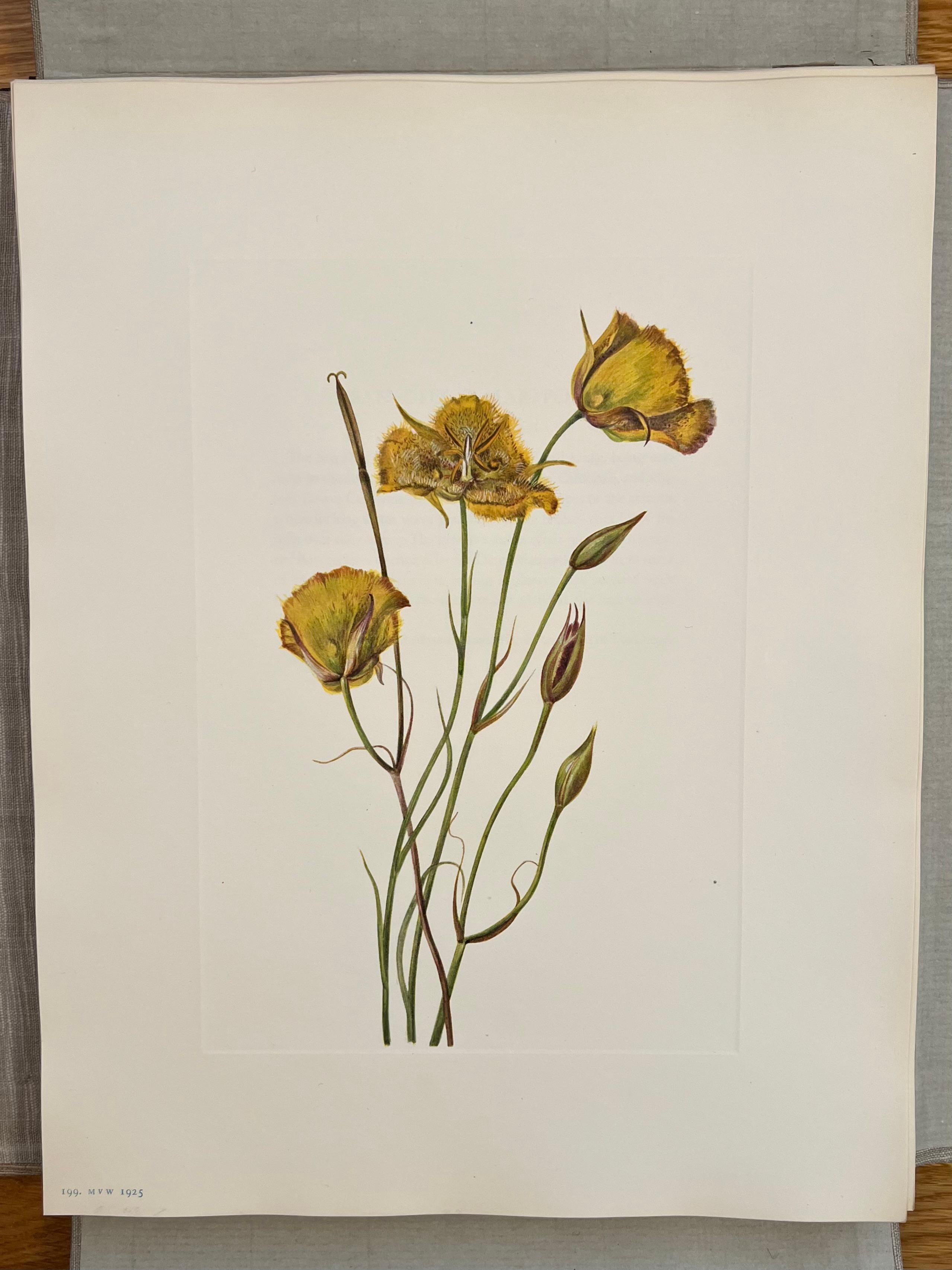 Flores Silvestres de Norteamérica por Mary Vaux Wolcott 6 Volúmenes Edición Limitada Rara en venta 12