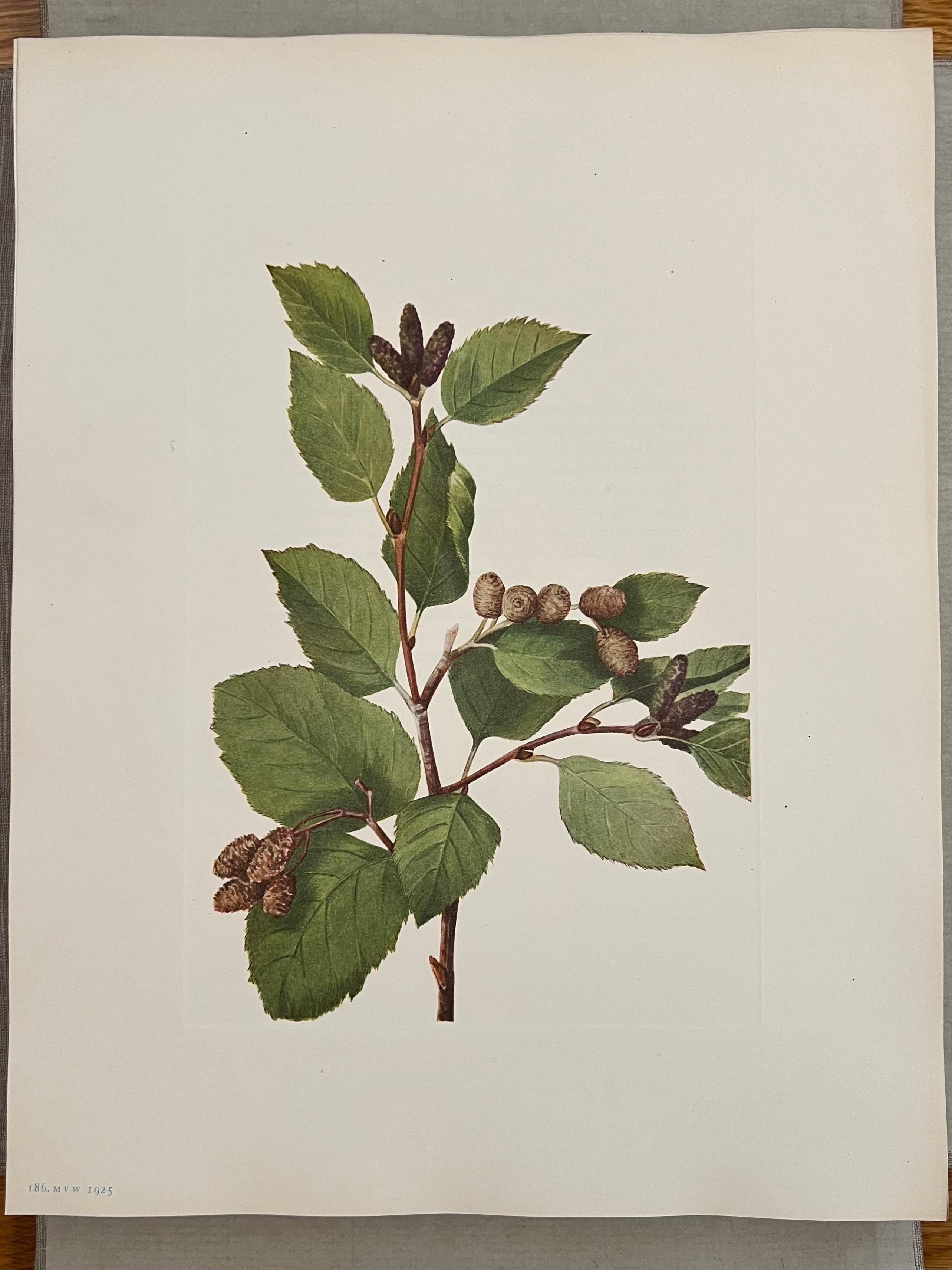 Flores Silvestres de Norteamérica por Mary Vaux Wolcott 6 Volúmenes Edición Limitada Rara en venta 13