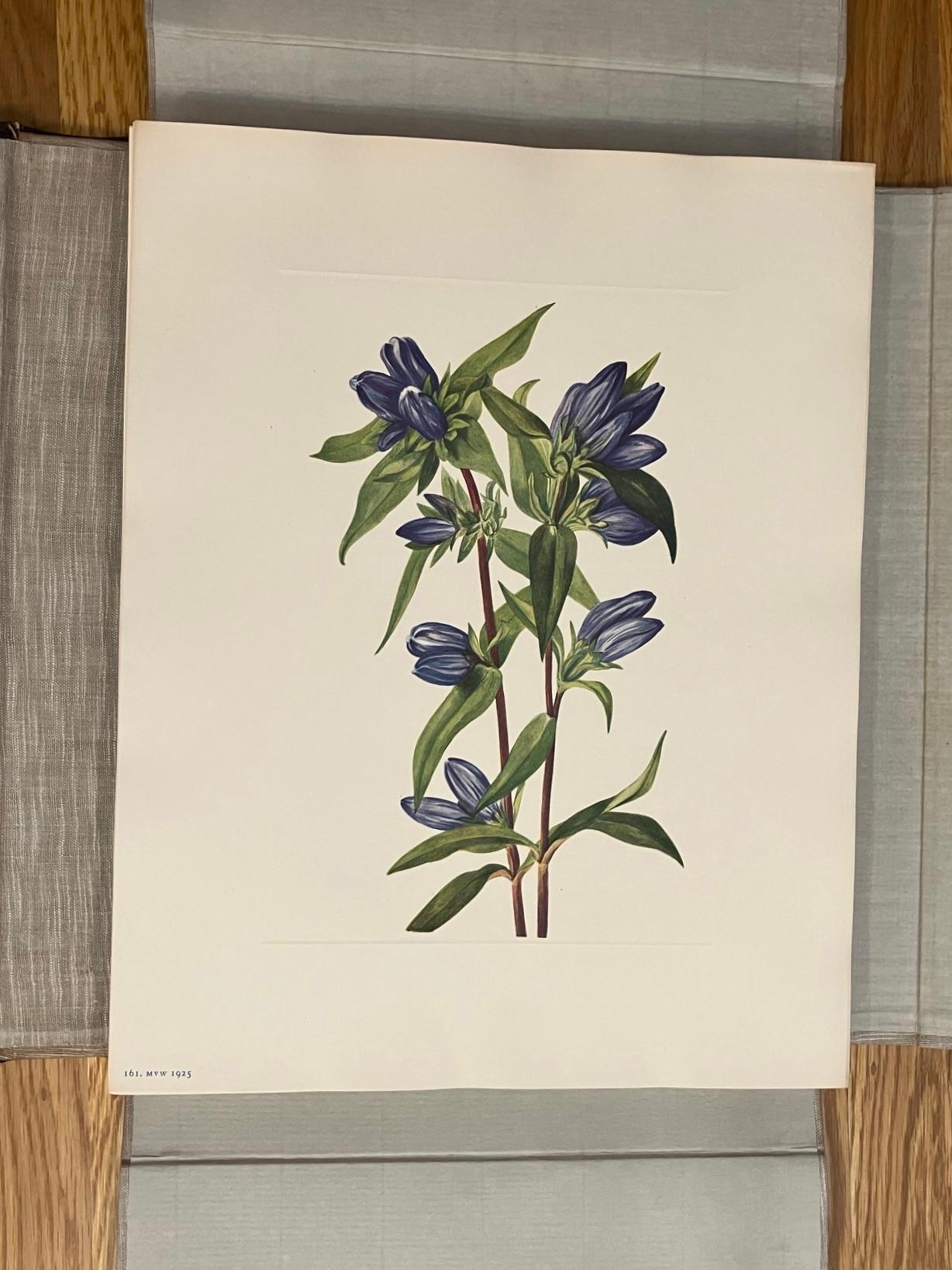 Flores Silvestres de Norteamérica por Mary Vaux Wolcott 6 Volúmenes Edición Limitada Rara en venta 14