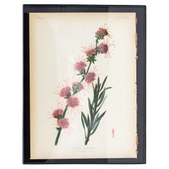 Antique Northern Blazing Star Floral Botanical Print on Paper