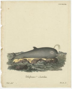 Northern Bottlenose Whale: Classic 18th Century Scientific Illustration, 1775