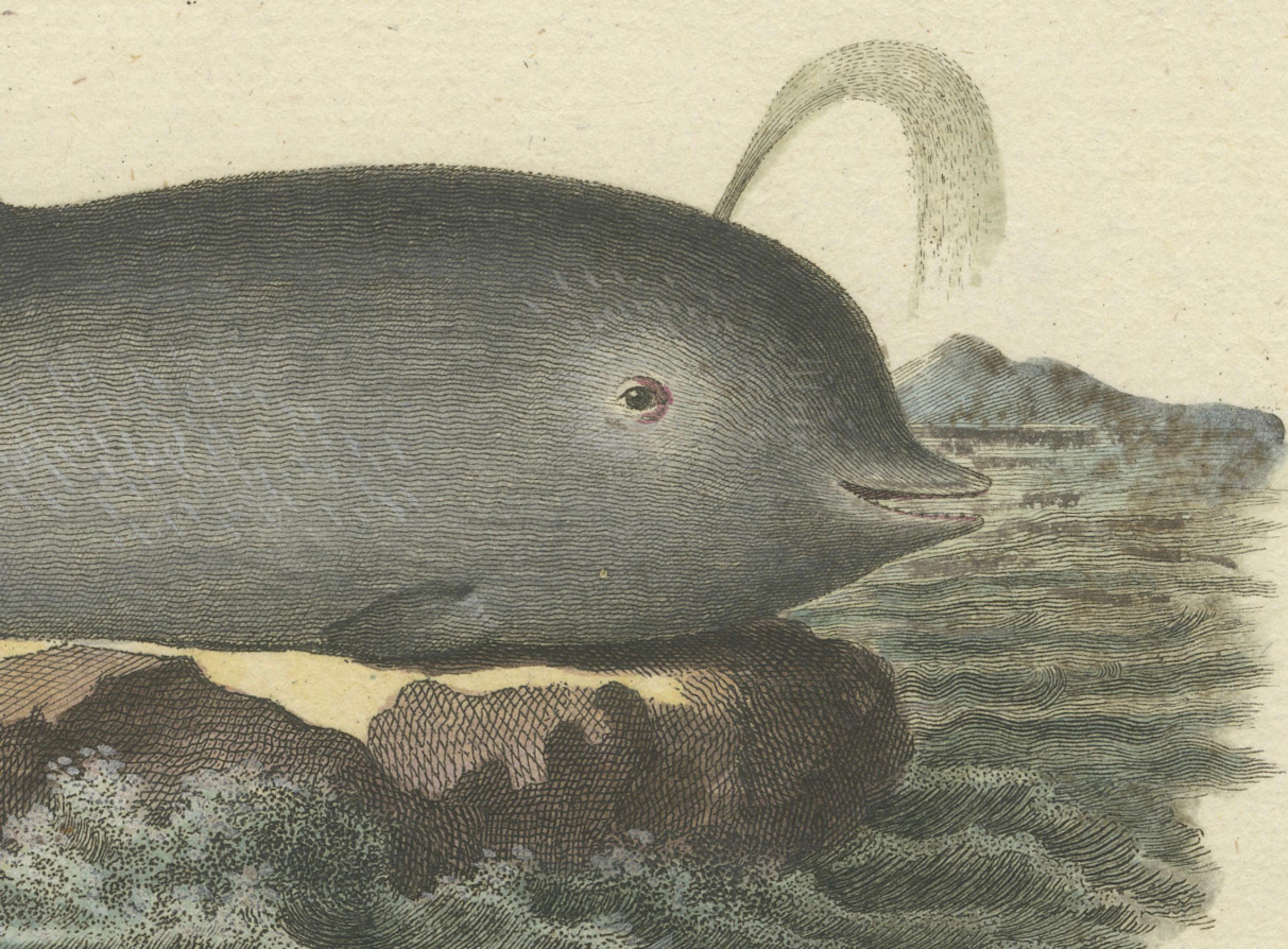 Engraved Northern Bottlenose Whale: Classic 18th-19th Century Scientific Illustration For Sale