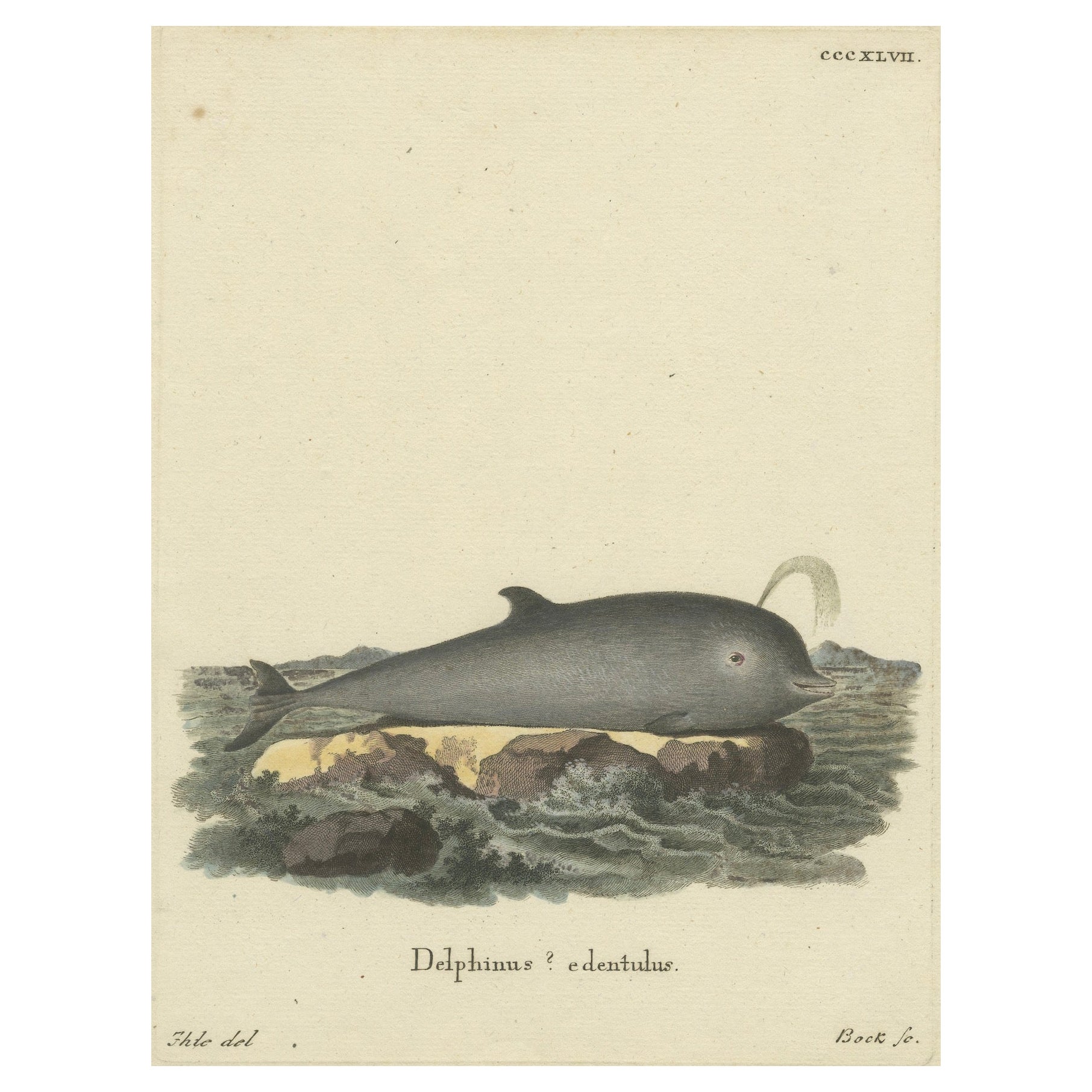 Northern Bottlenose Whale: Classic 18th-19th Century Scientific Illustration