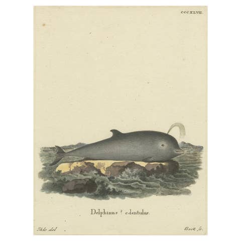 Northern Bottlenose Whale: Classic 18th Century Scientific Illustration, 1775