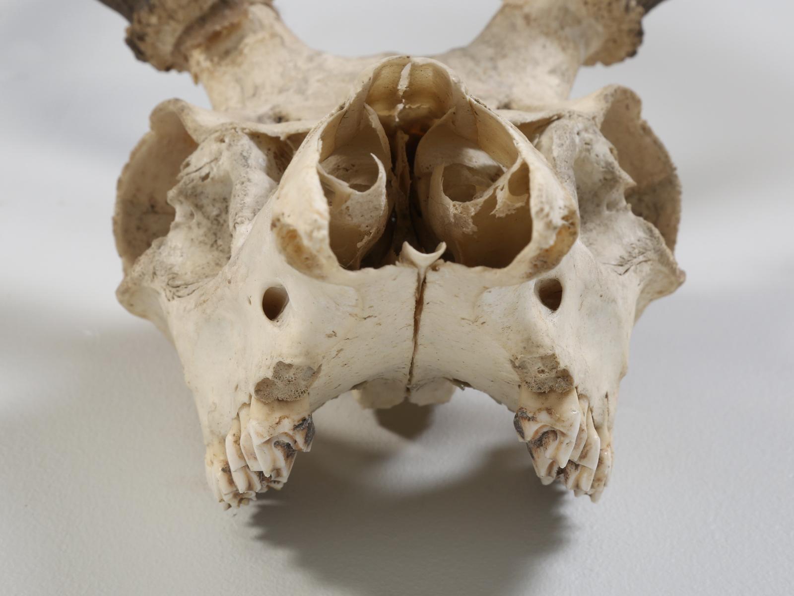 Northern European Antler and Skull 6