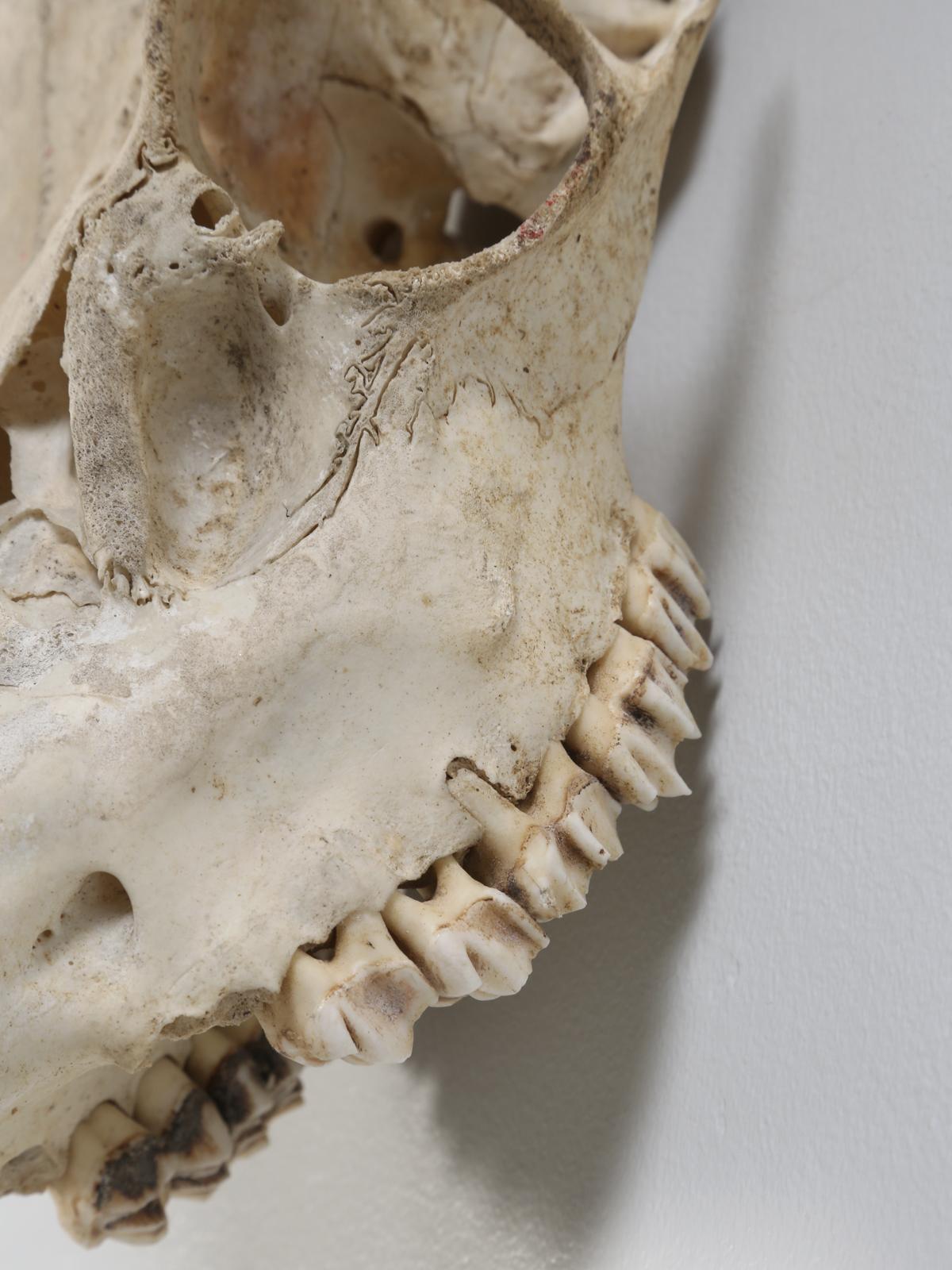 Northern European Antler and Skull 8