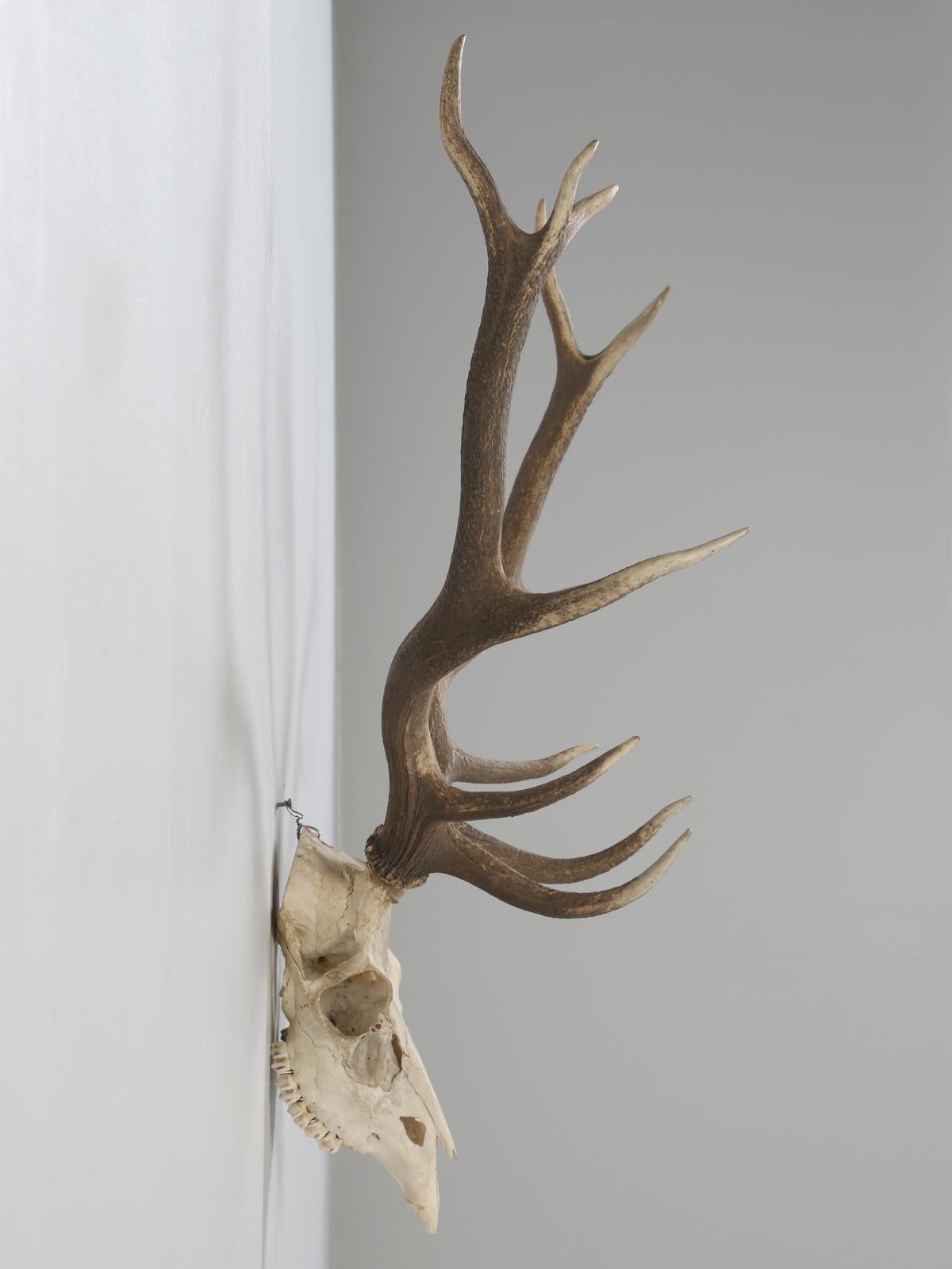 Country Northern European Antler and Skull
