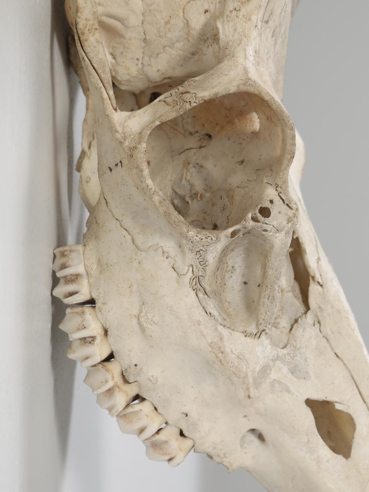 Mid-20th Century Northern European Antler and Skull