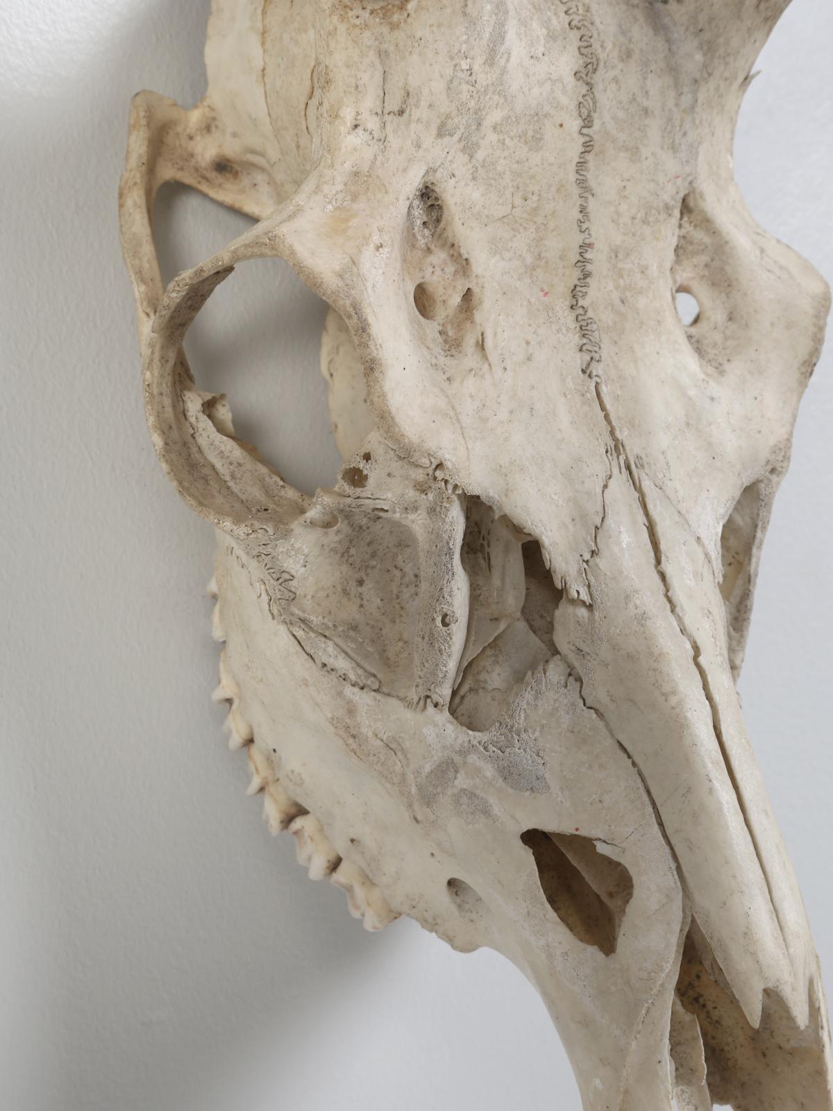 Northern European Antler and Skull 1