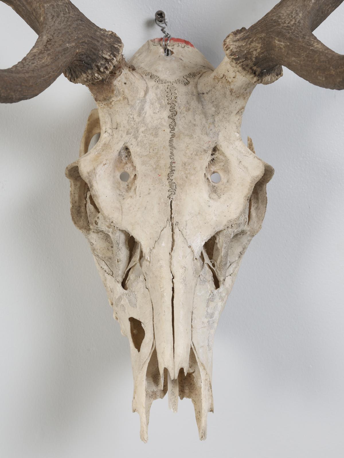 Northern European Antler and Skull 2