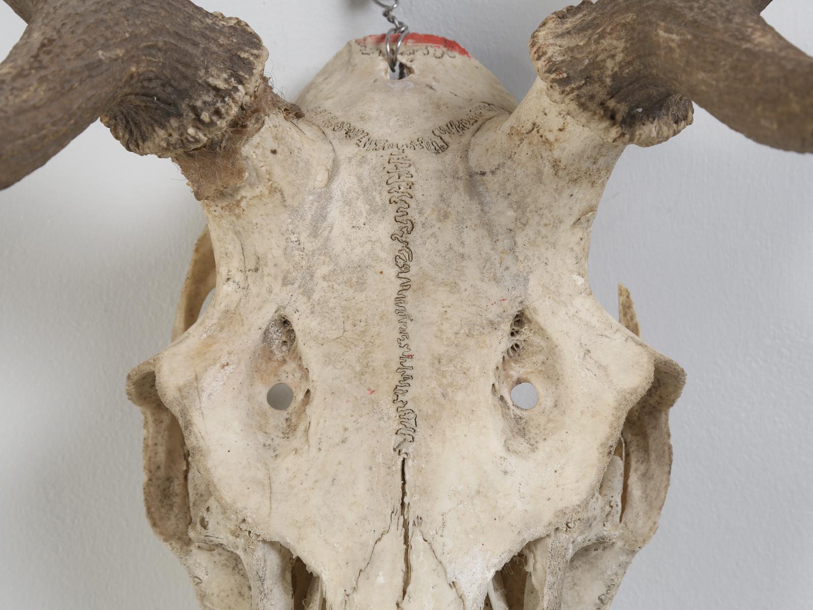 Northern European Antler and Skull 3