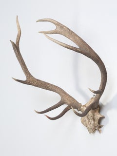 Northern European Deer Antlers