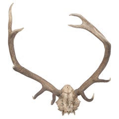 Northern European Deer Antlers