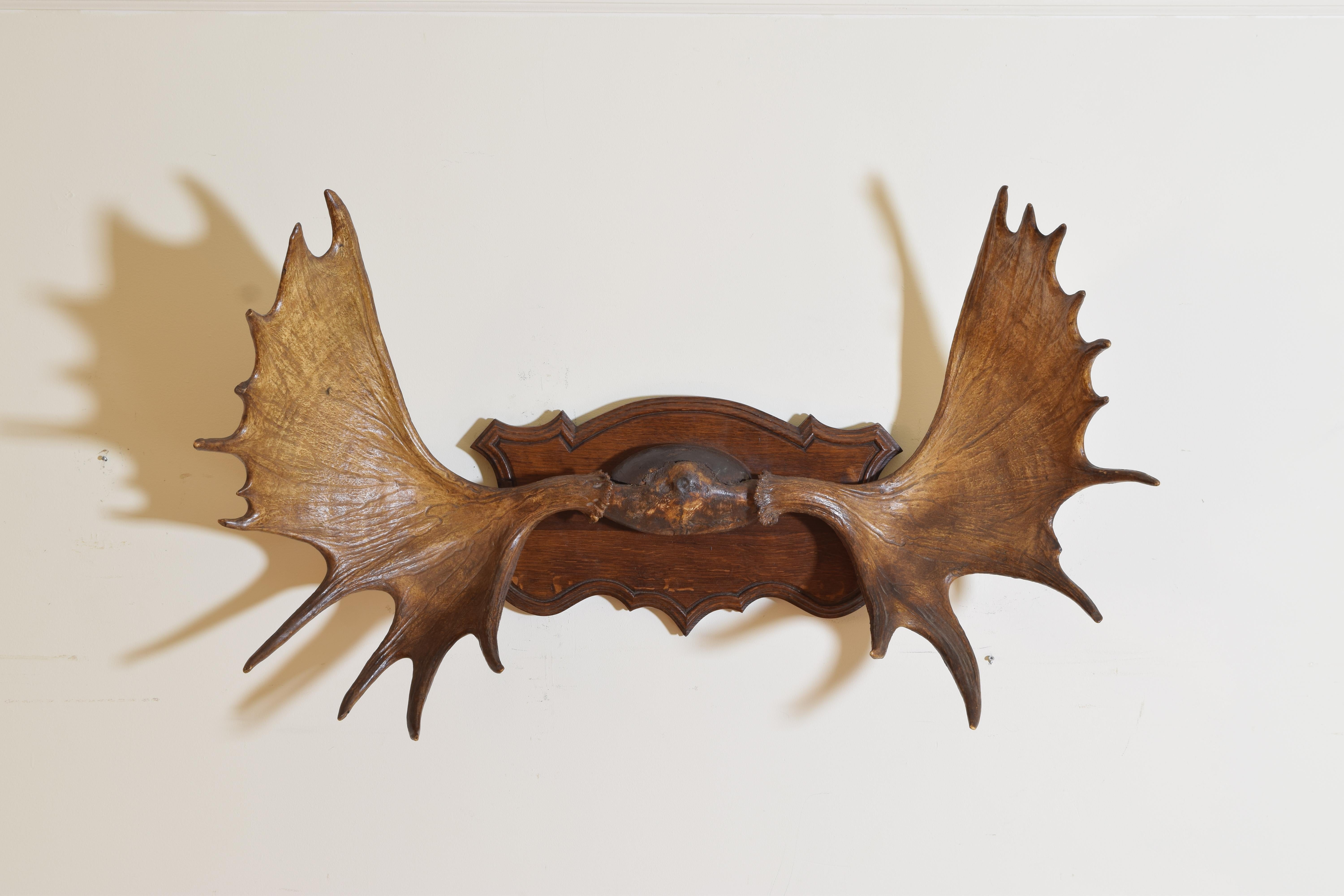 100+ year old Northern European Moose mount.  In Europe they live in Finland, Sweden, Norway, Poland and the Baltic countries (Estonia, Latvia and Lithuania).  Of exceptional size with a well aged patina mounted on a shaped and carved oak wood