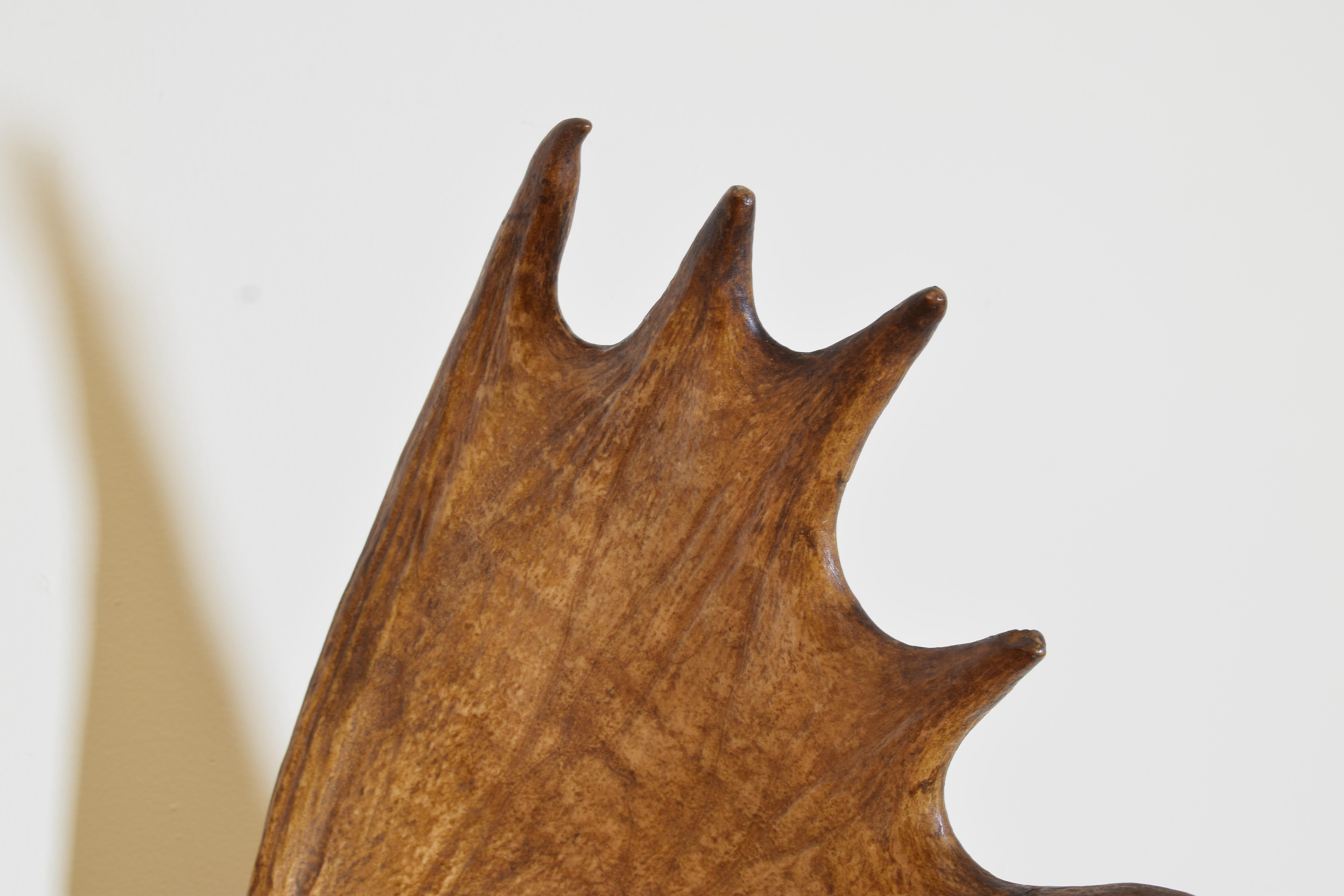 Northern European Moose Mount on Shaped Oak Backplate, 1st quarter 20th century In Good Condition In Atlanta, GA