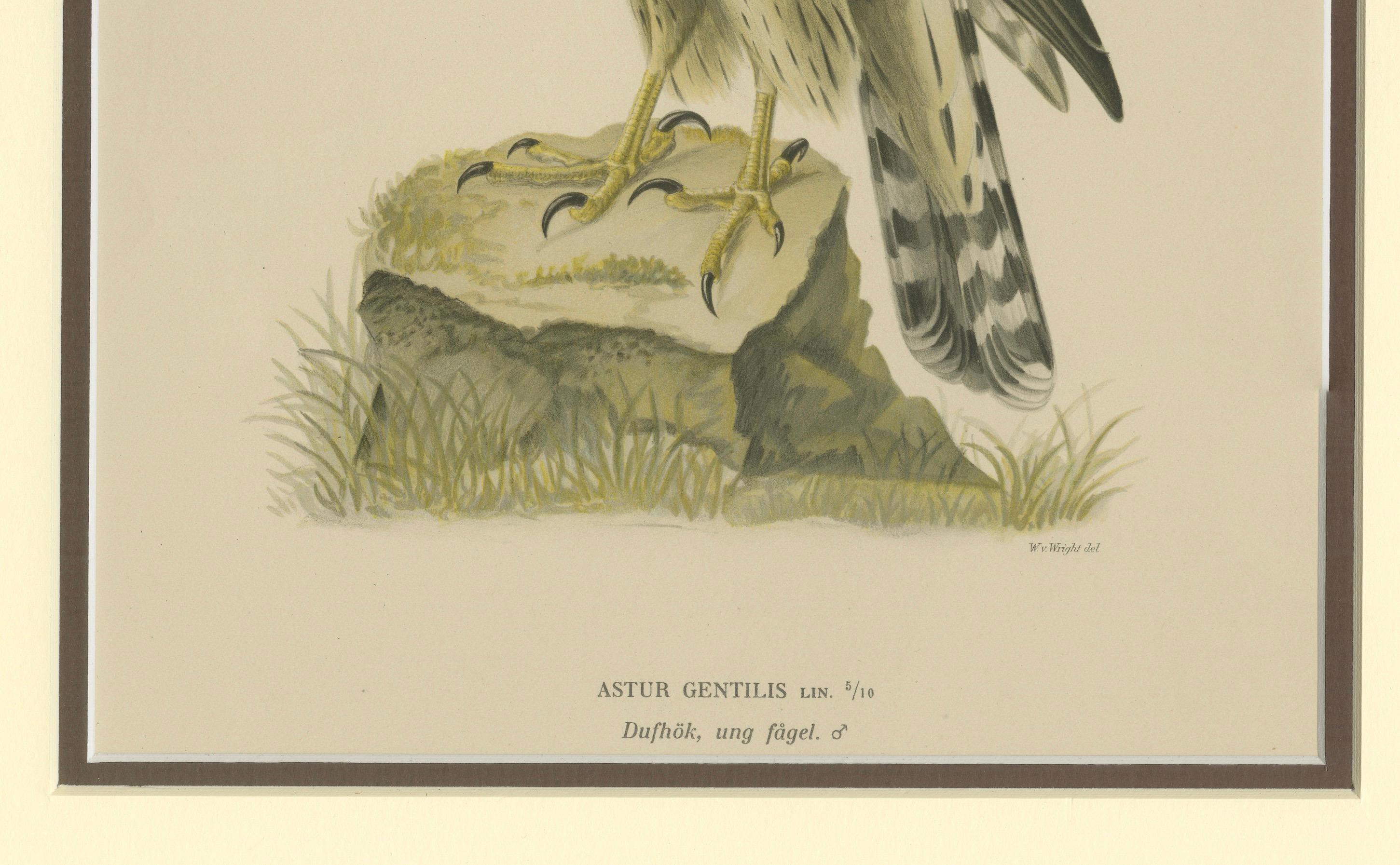 Northern Goshawk – Astur gentilis – Original 1917 Lithograph from 