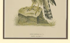 Northern Goshawk – Astur gentilis – Original 1917 Lithograph in Matting Board