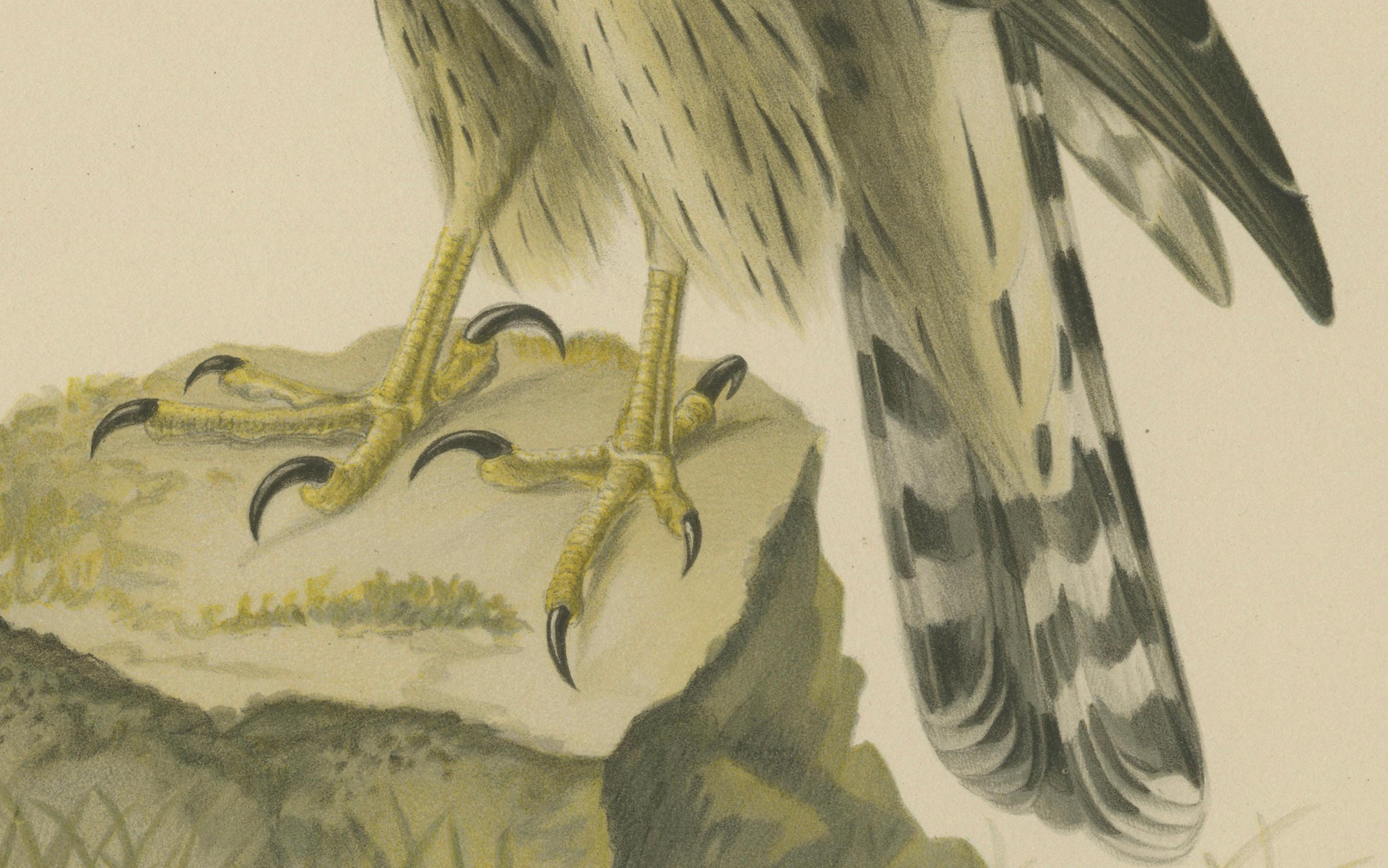 Swedish Northern Goshawk – Astur gentilis – Original 1917 Lithograph in Matting Board For Sale