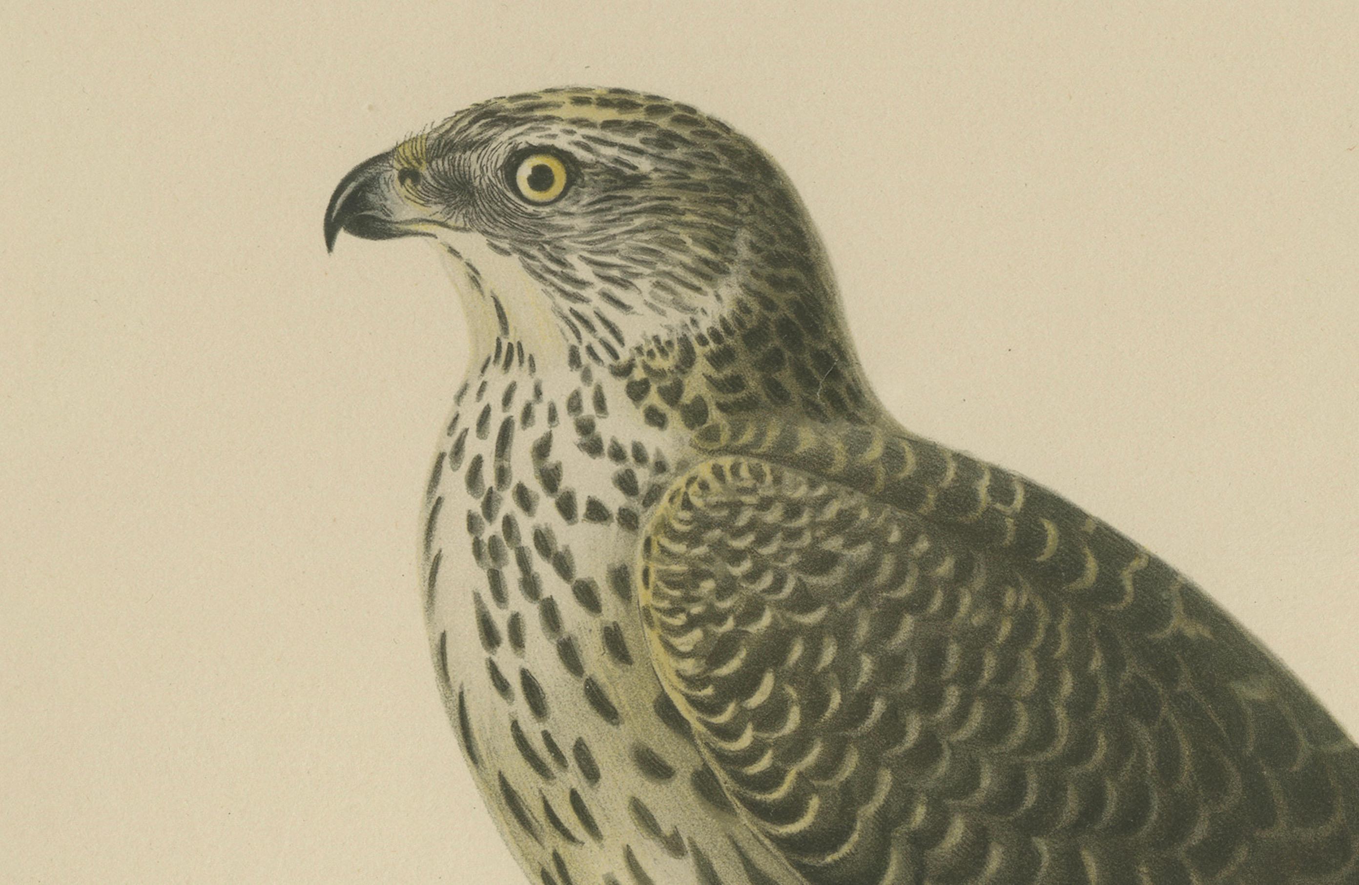 Northern Goshawk – Astur gentilis – Original 1917 Lithograph in Matting Board In Good Condition For Sale In Langweer, NL