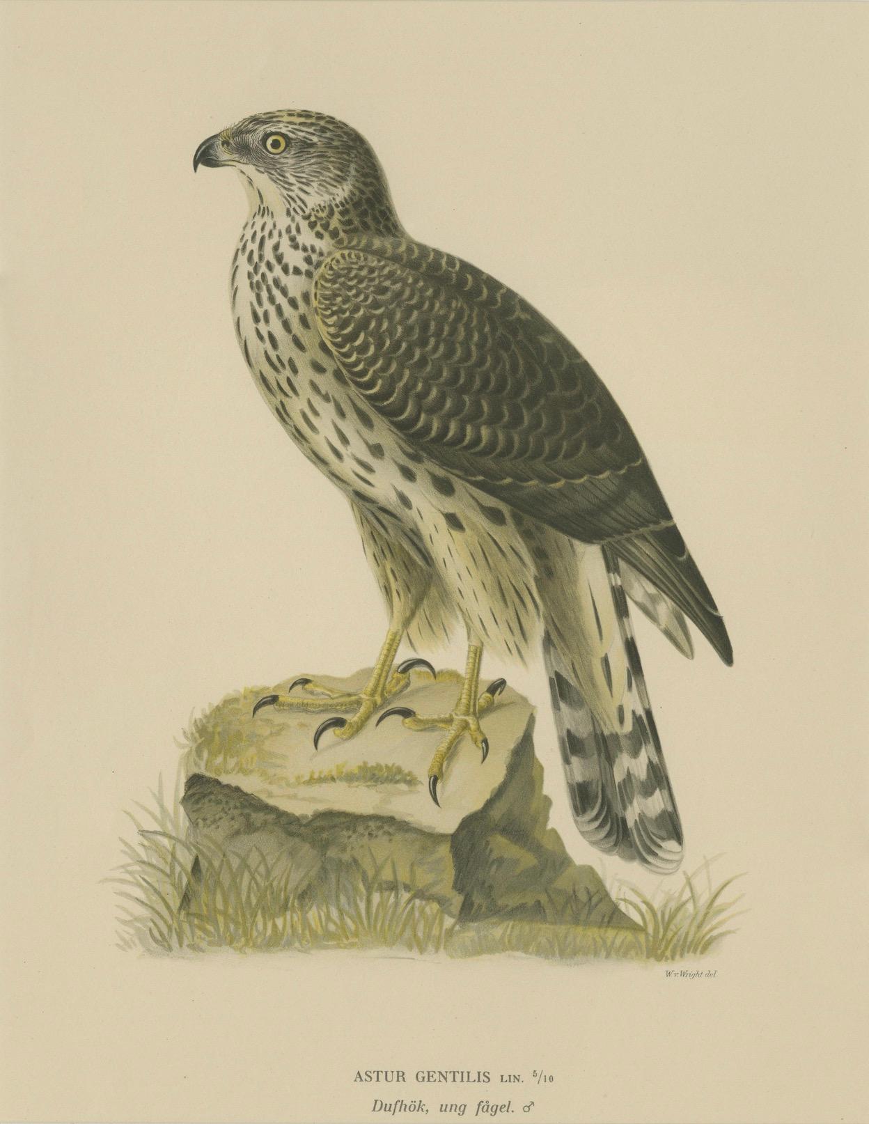 20th Century Northern Goshawk – Astur gentilis – Original 1917 Lithograph in Matting Board For Sale