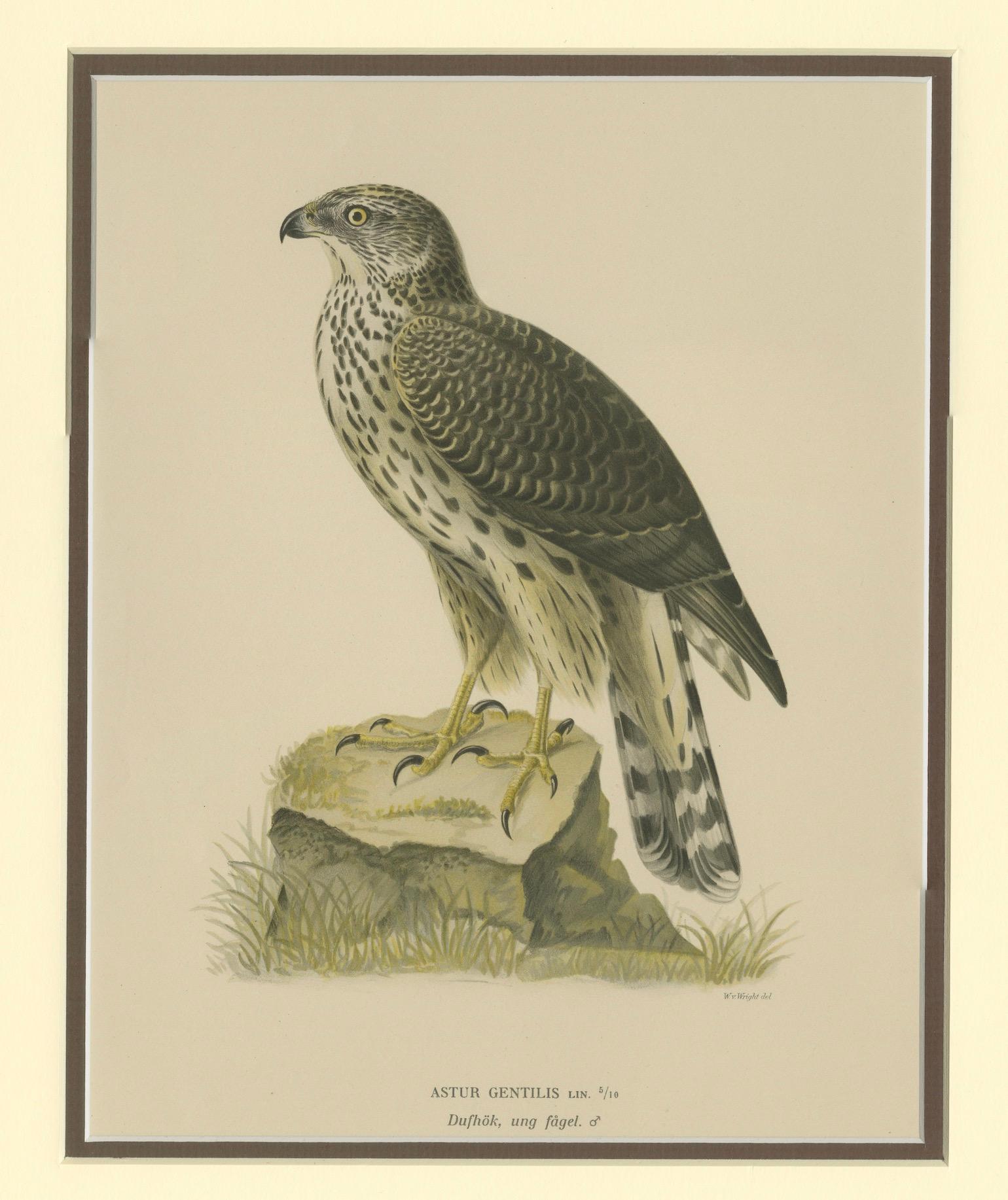 Paper Northern Goshawk – Astur gentilis – Original 1917 Lithograph in Matting Board For Sale