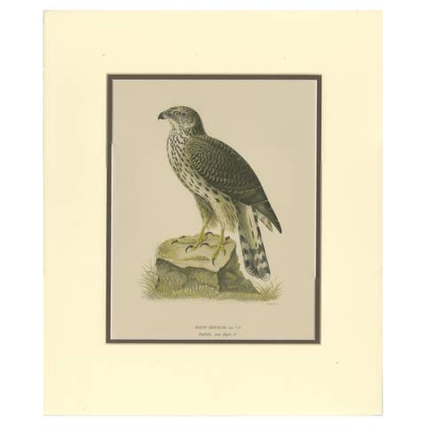 Northern Goshawk – Astur gentilis – Original 1917 Lithograph in Matting Board