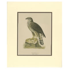 Azor norteño - Astur gentilis - Litografía original de 1917 en cartón mate