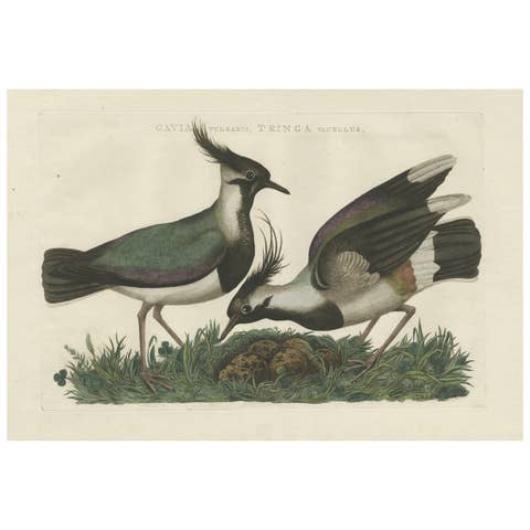 Northern Lapwing Print – Tringa Vanellus Vulgaris by Nozeman and Sepp, 1770
