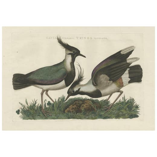 Northern Lapwing Print – Tringa Vanellus Vulgaris by Nozeman and Sepp, 1770