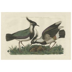 Northern Lapwing Bird Print with Nest – Antique Dutch Engraving, 1770