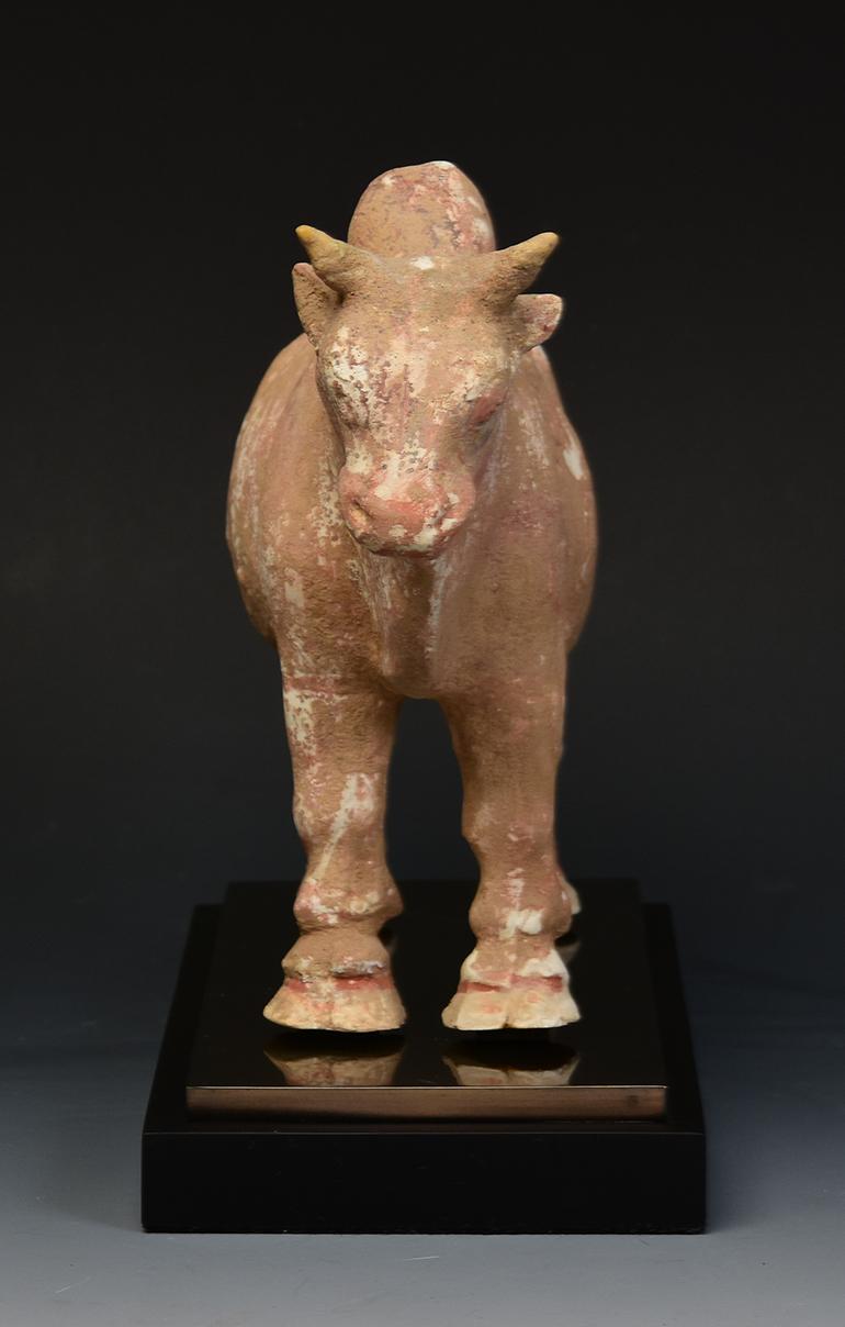 Northern Qi Dynasty, Antique Chinese Pottery Standing Ox Figurine 5