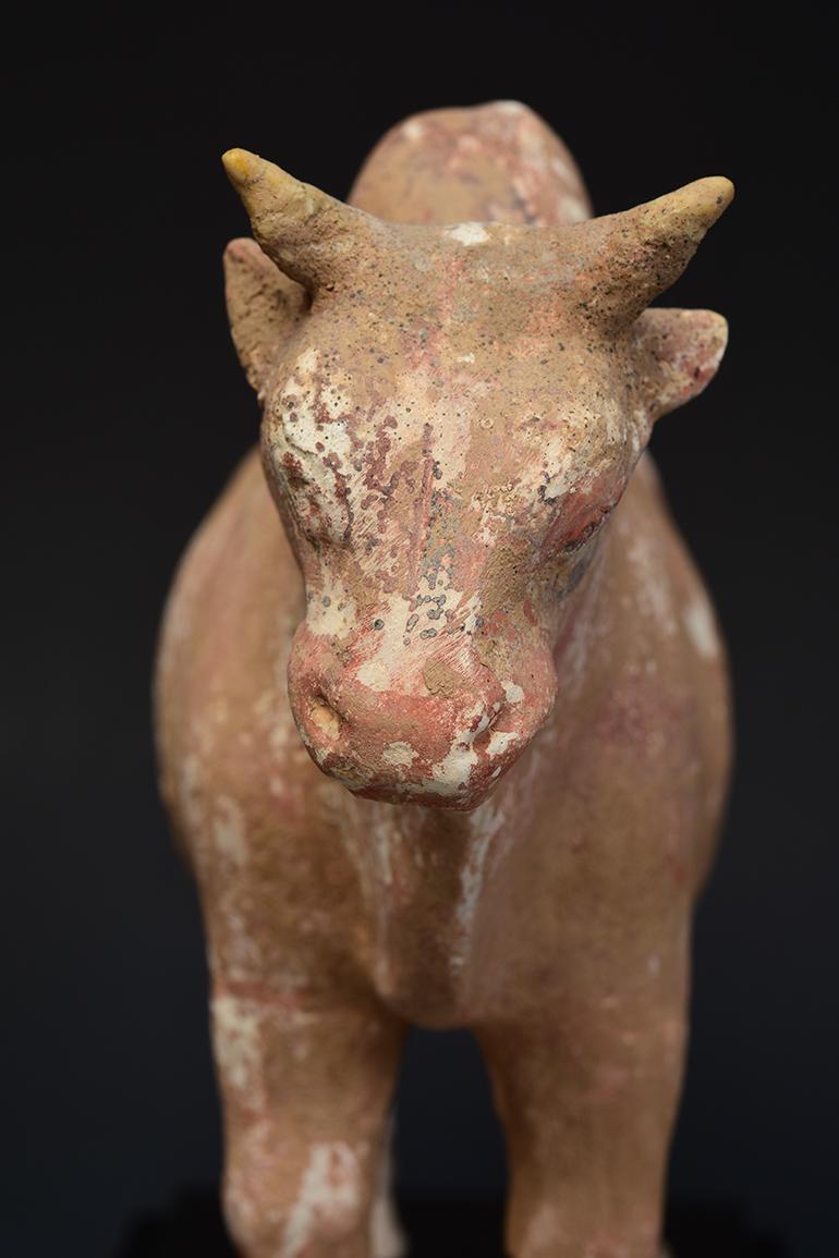 Northern Qi Dynasty, Antique Chinese Pottery Standing Ox Figurine 6